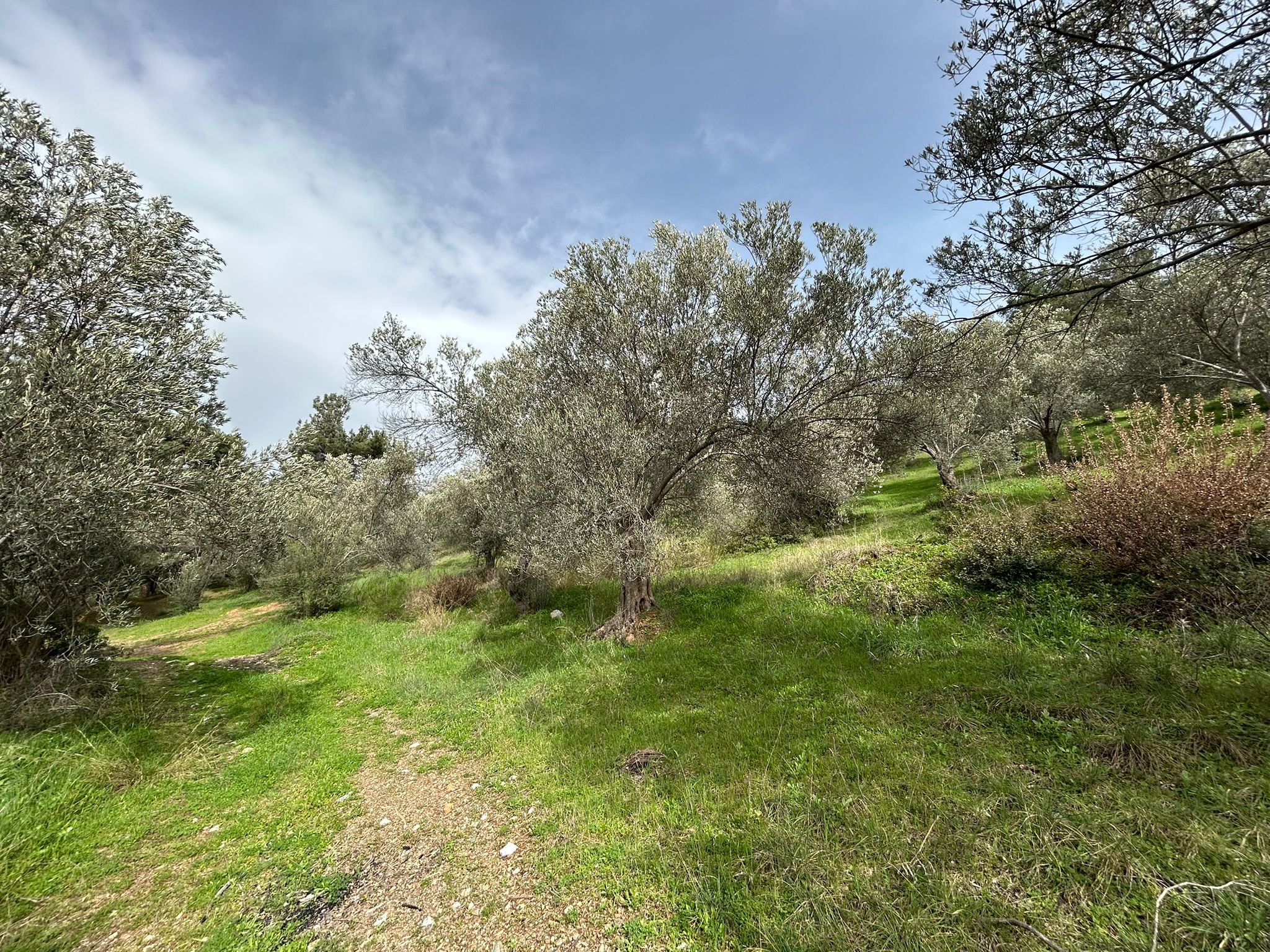 KARAAĞAÇ’TA SATILIK 9.724 M² ZEYTİNLİK, DERMAN KAPLICALARINA 300 Metre