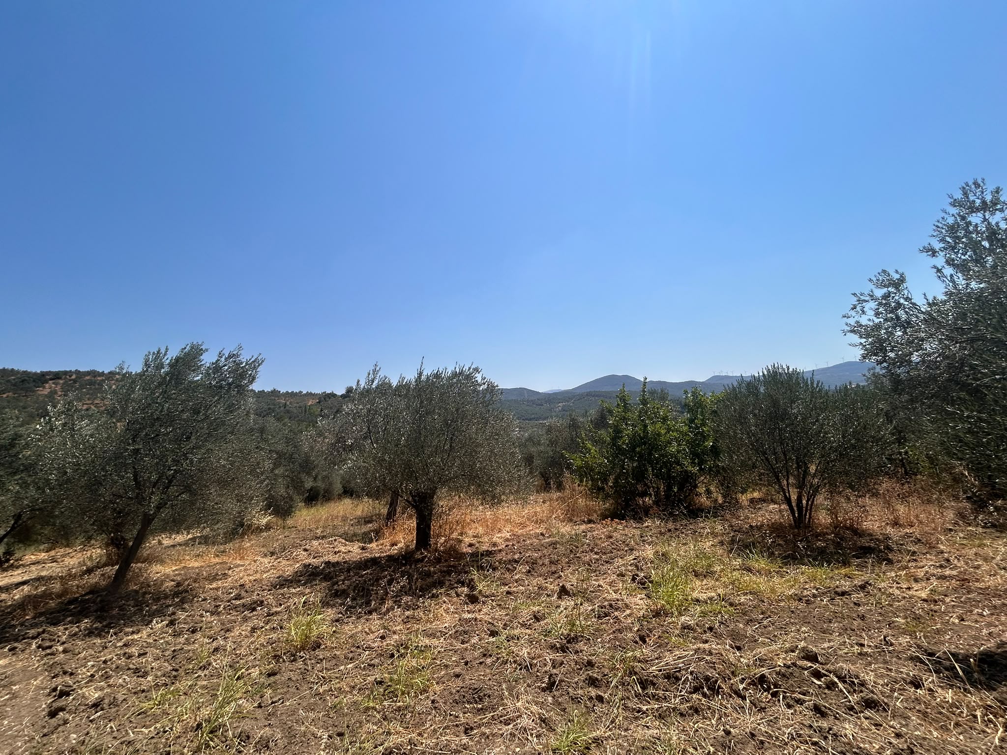 BALIKESİR HAVRAN SARNIÇ MAHALLESİNDE SATILIK 2.938 m² ZEYTİNLİK
