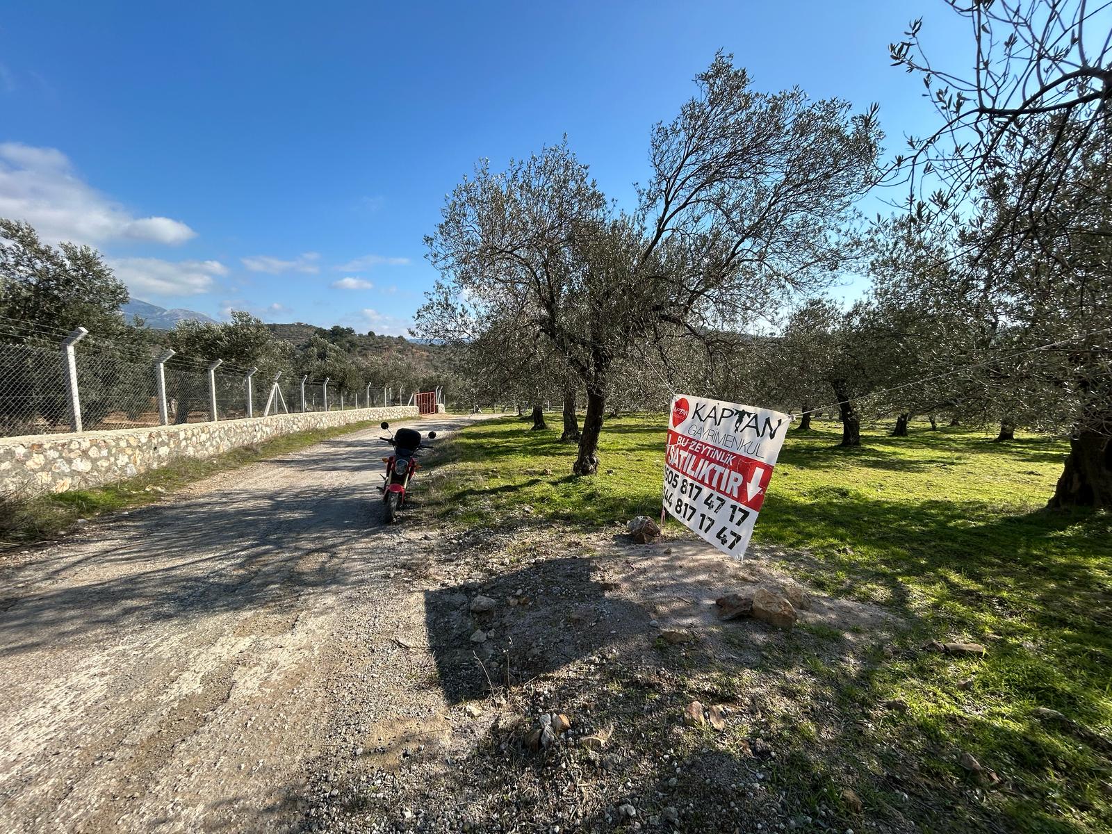 DERELİ'DE SATILIK 9939 M2 ANAYOL CEPHELİ ZEYTİNLİK