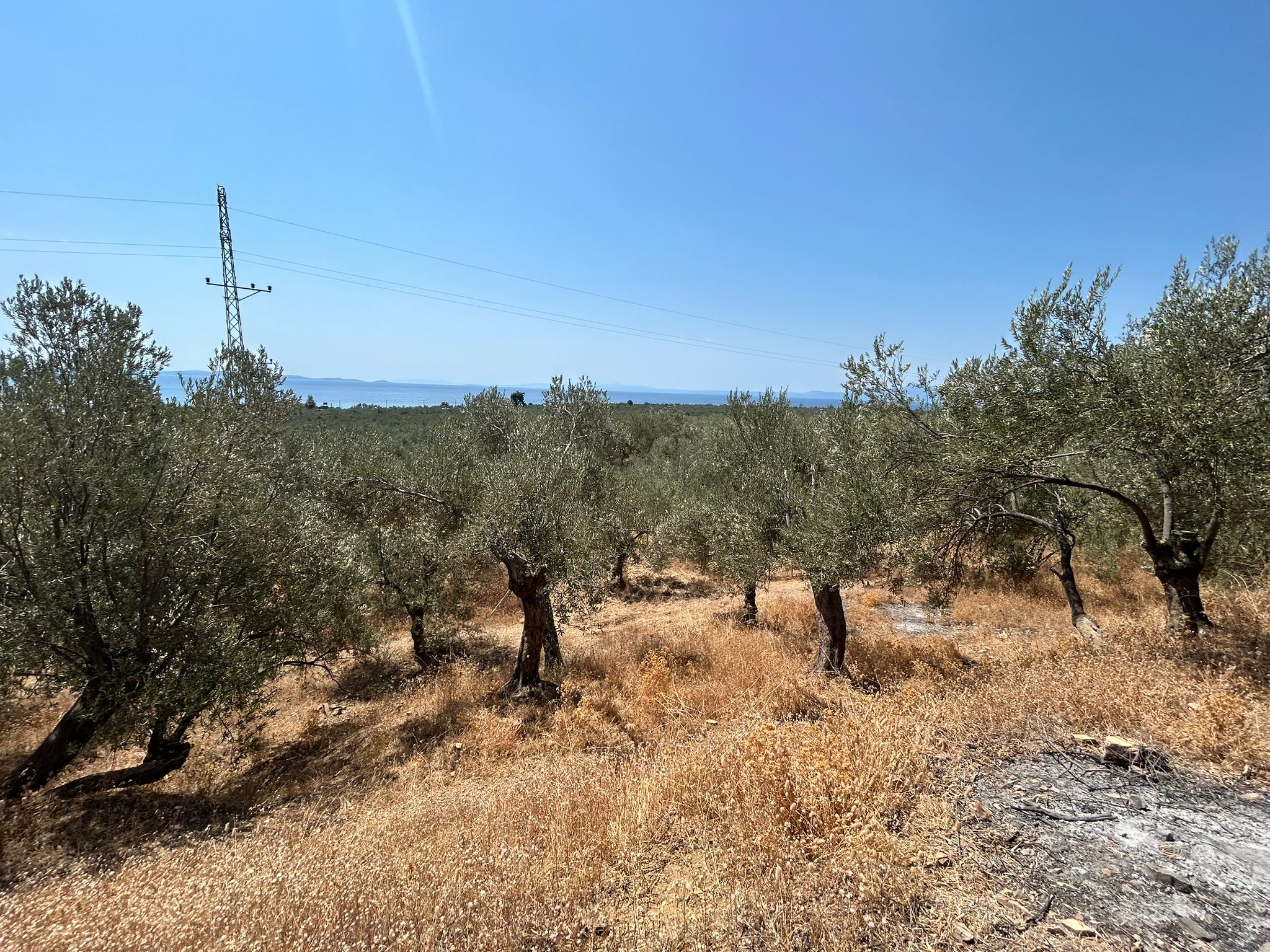 Asos 'ta 350 M2 Satılık Zeytinlik