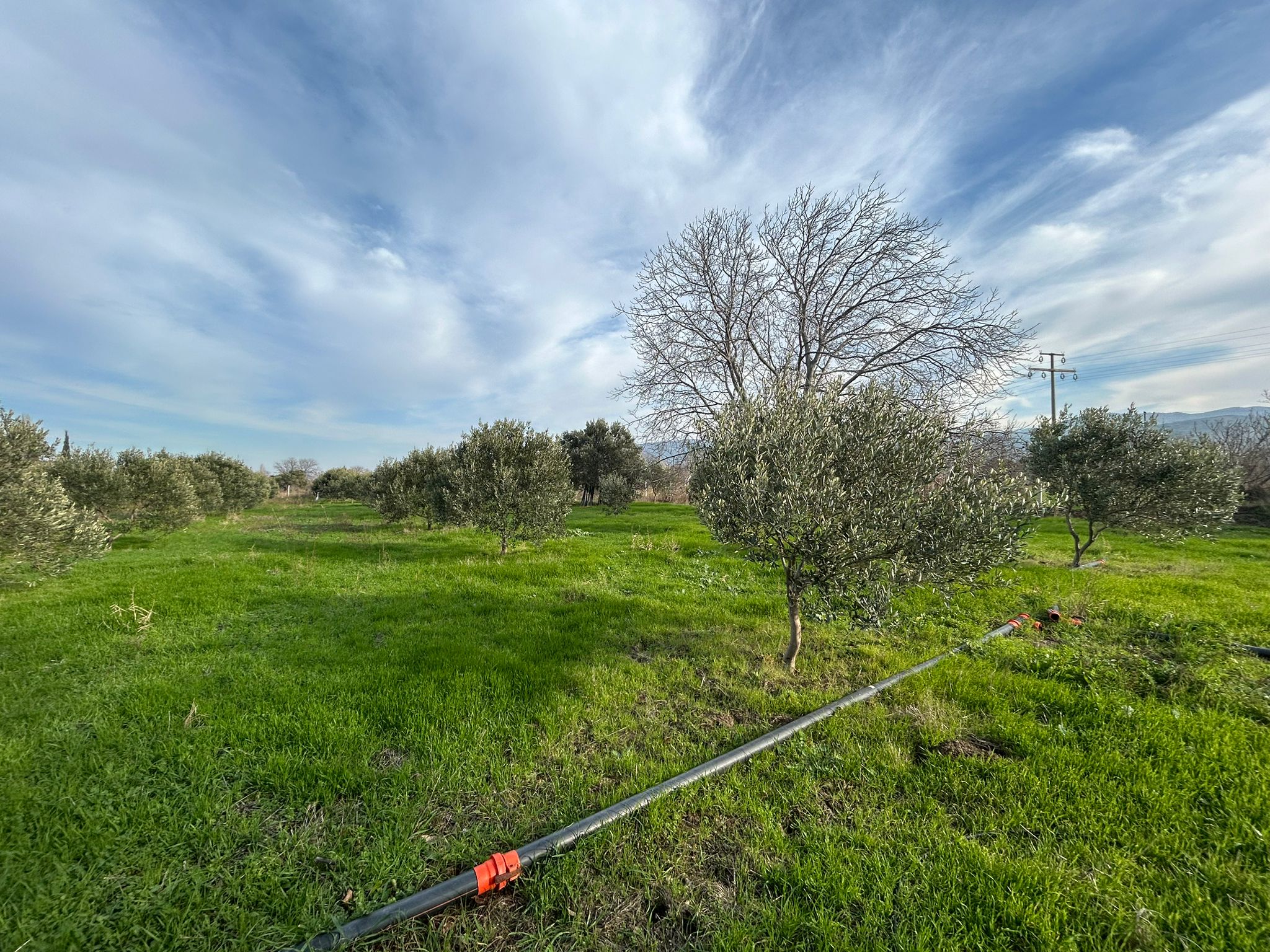 HAVRAN-TEKKE'DE Satılık 5 DÖNÜM FIRSAT MANDALİNLİK