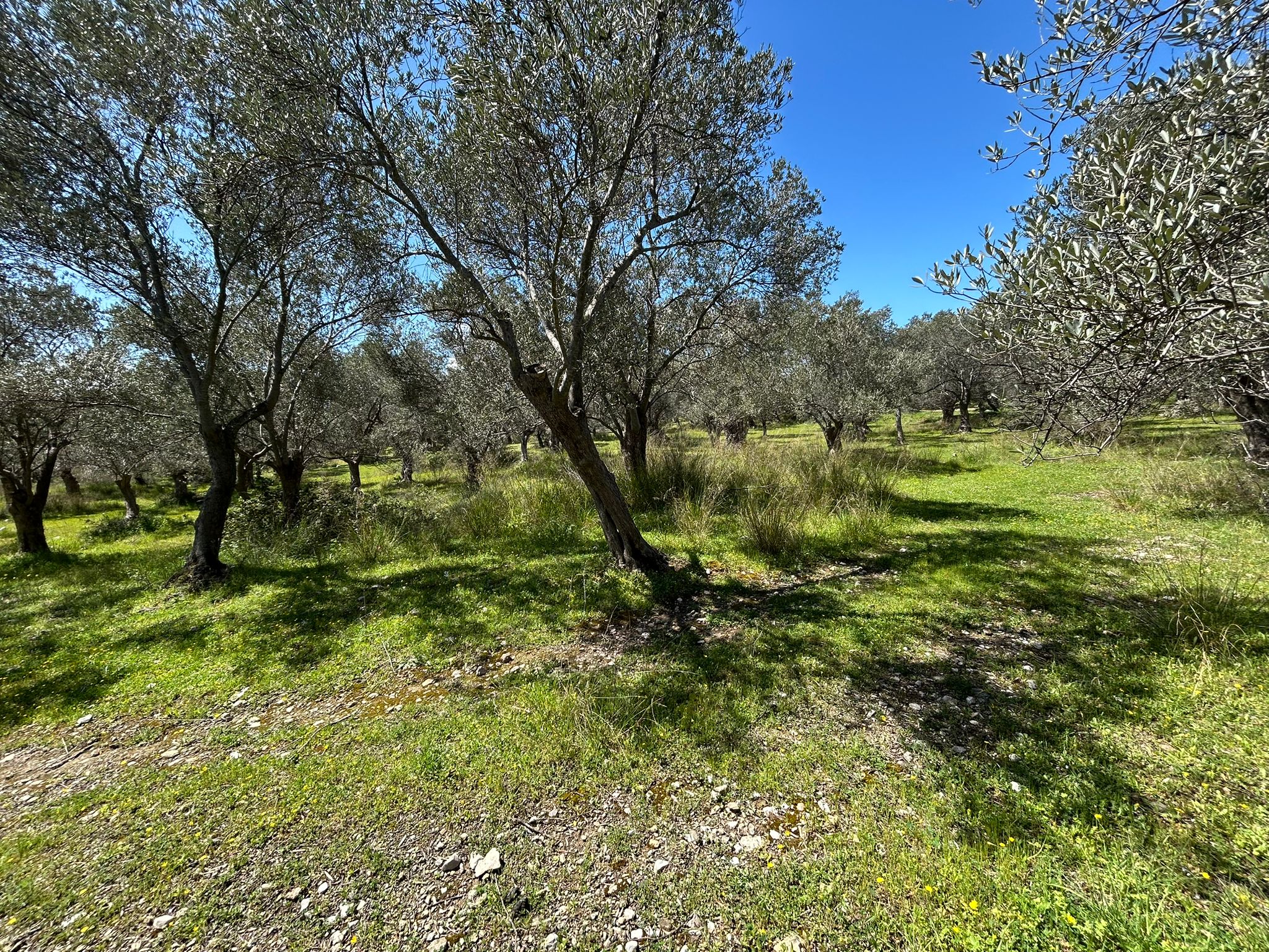 Doğa ile iç içe, yatırım değeri yüksek SATILIK ARSA