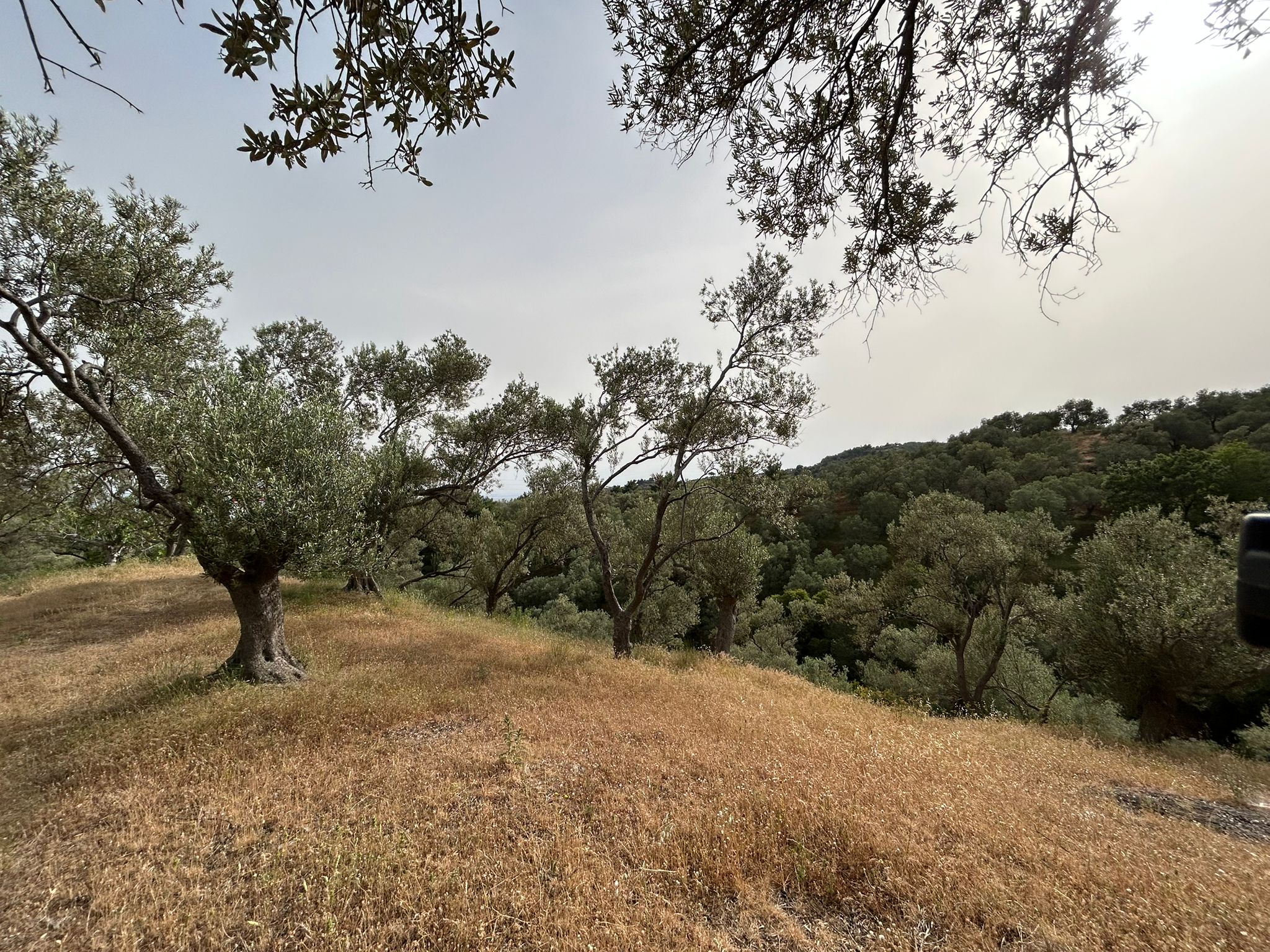 TAHTAKUŞLAR'DA SATILIK 459 M2 ZEYTİNLİK