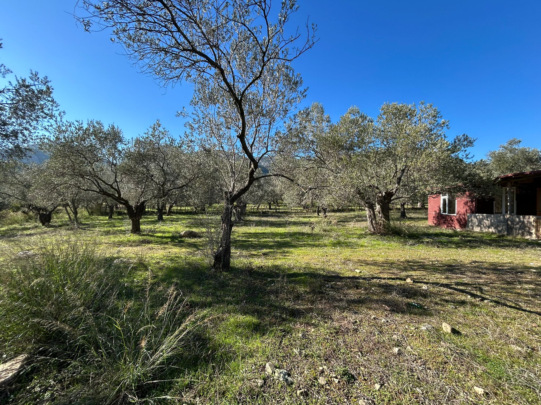 Dereli 'de Satılık 3659 M2 Müstakil Tapulu Zeytinlik