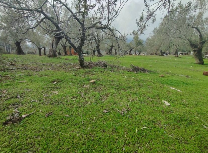 Balıkesir Edremit Kızılkeçili’de Satılık Zeytinlik