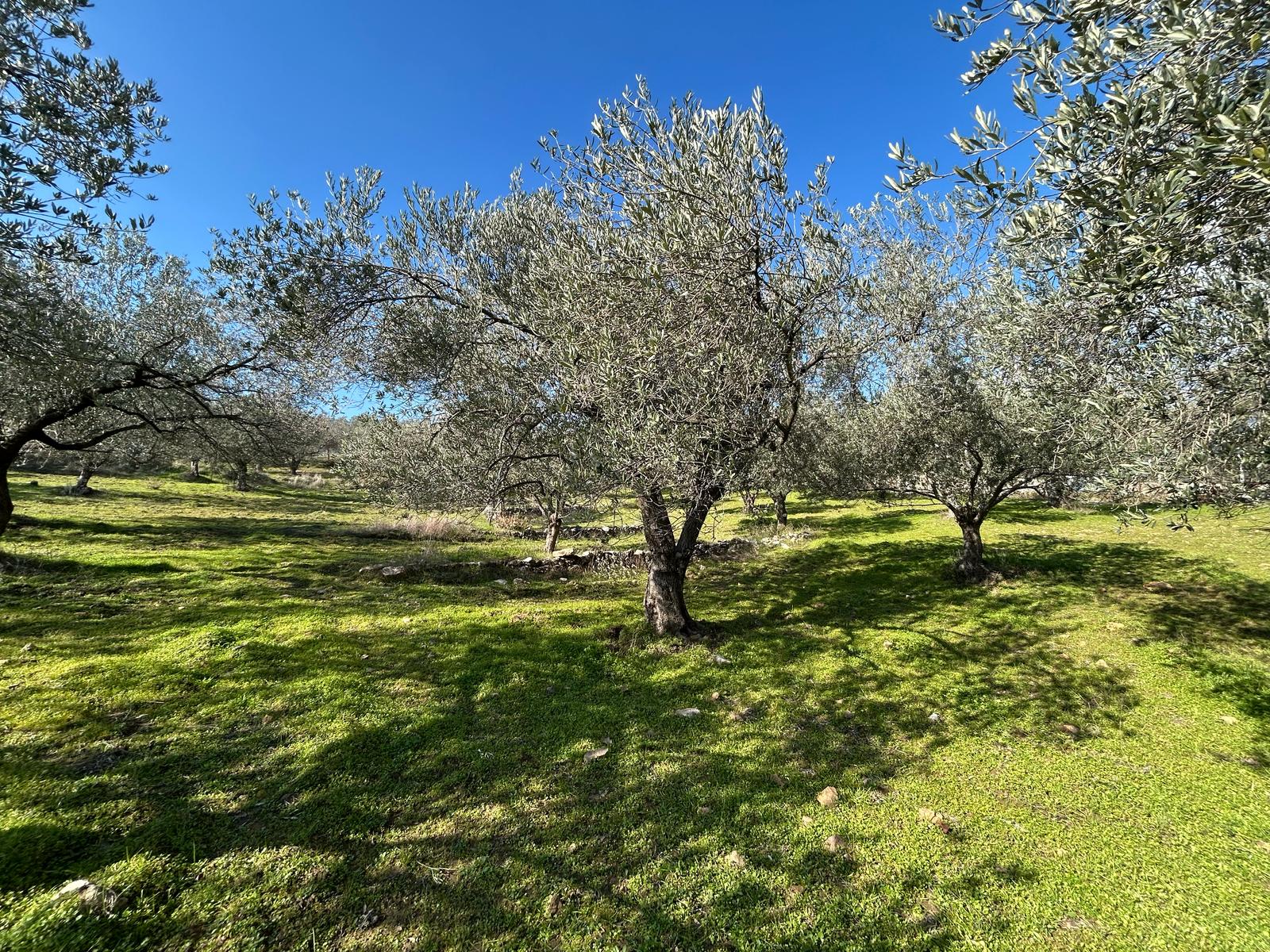 DERELİ'DE SATILIK 9939 M2 ANAYOL CEPHELİ ZEYTİNLİK