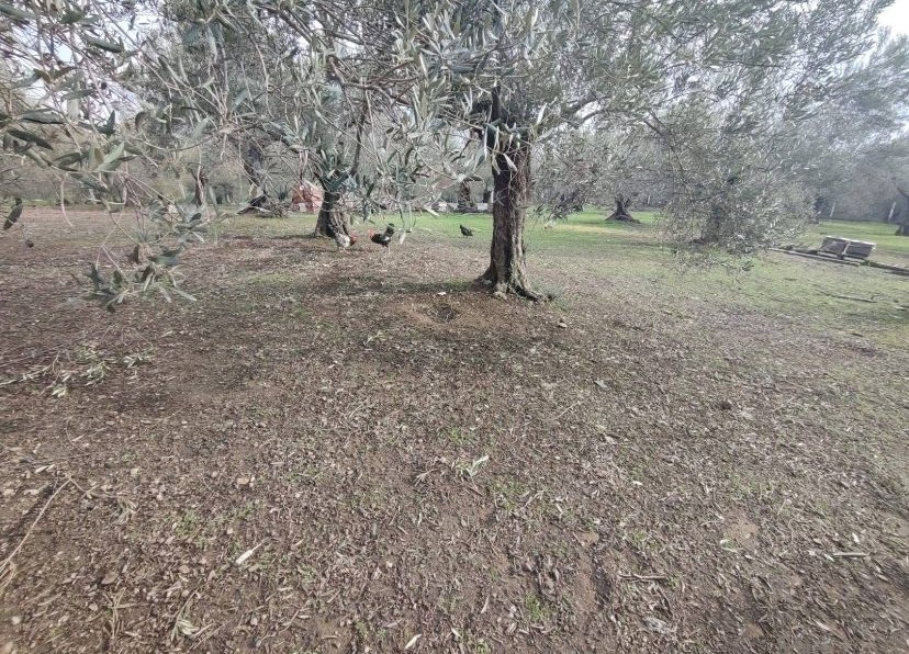 Balıkesir Edremit Kızılkeçili’de Satılık Zeytinlik