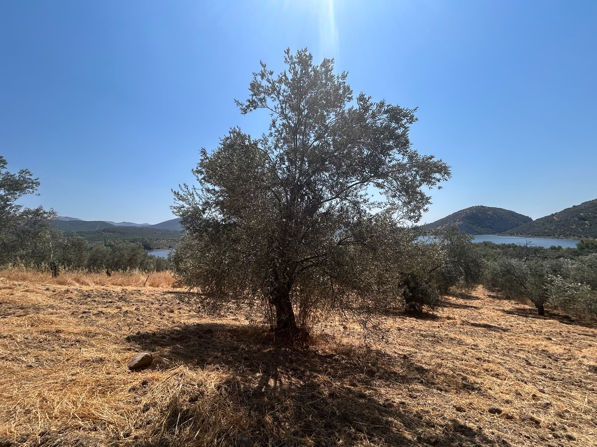 HAVRAN SARNIÇ’TA FULL GÖL MANZARALI SATILIK 3183 M2 ZEYTİNLİK