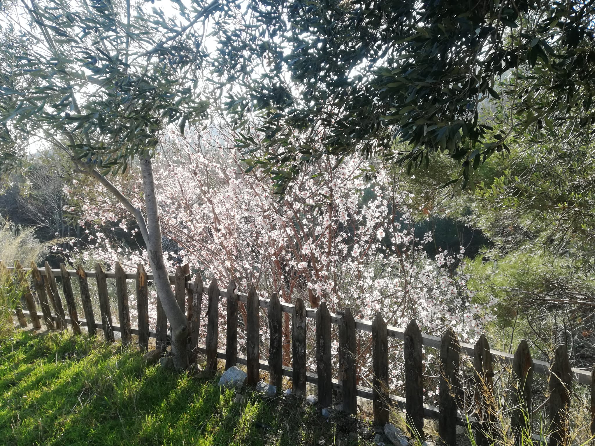 Kızılkeçili 'de Satılık 3 Dönüm Harika Zeytinlik