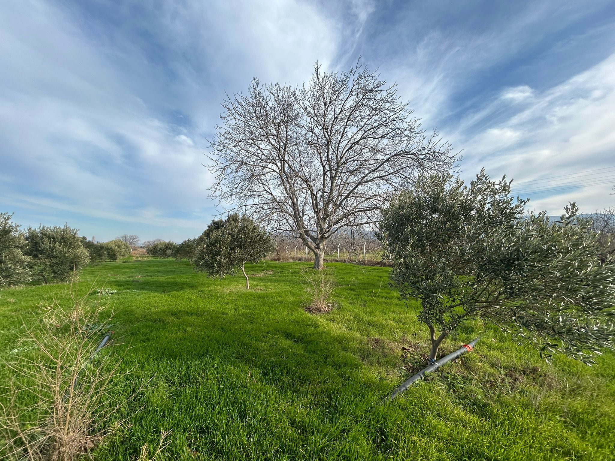 HAVRAN-TEKKE'DE Satılık 5 DÖNÜM FIRSAT MANDALİNLİK