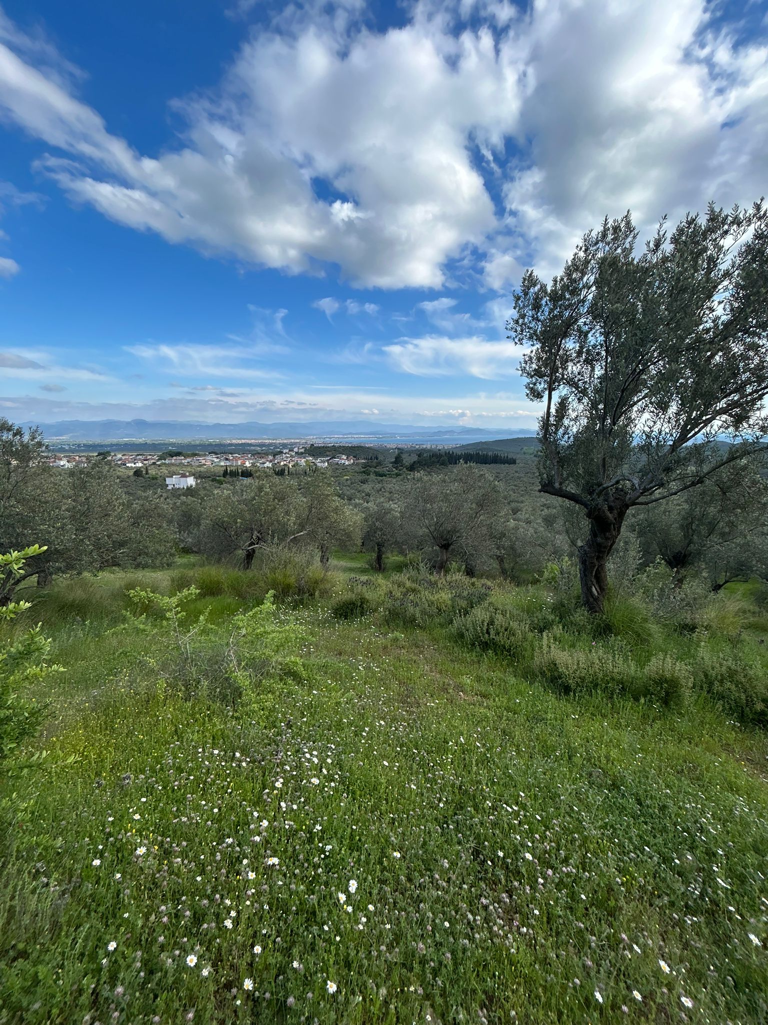 BALIKESİR EDREMİT KIZILKEÇİLİ’DE SATILIK ZEYTİNLİK – DENİZ MANZARALI