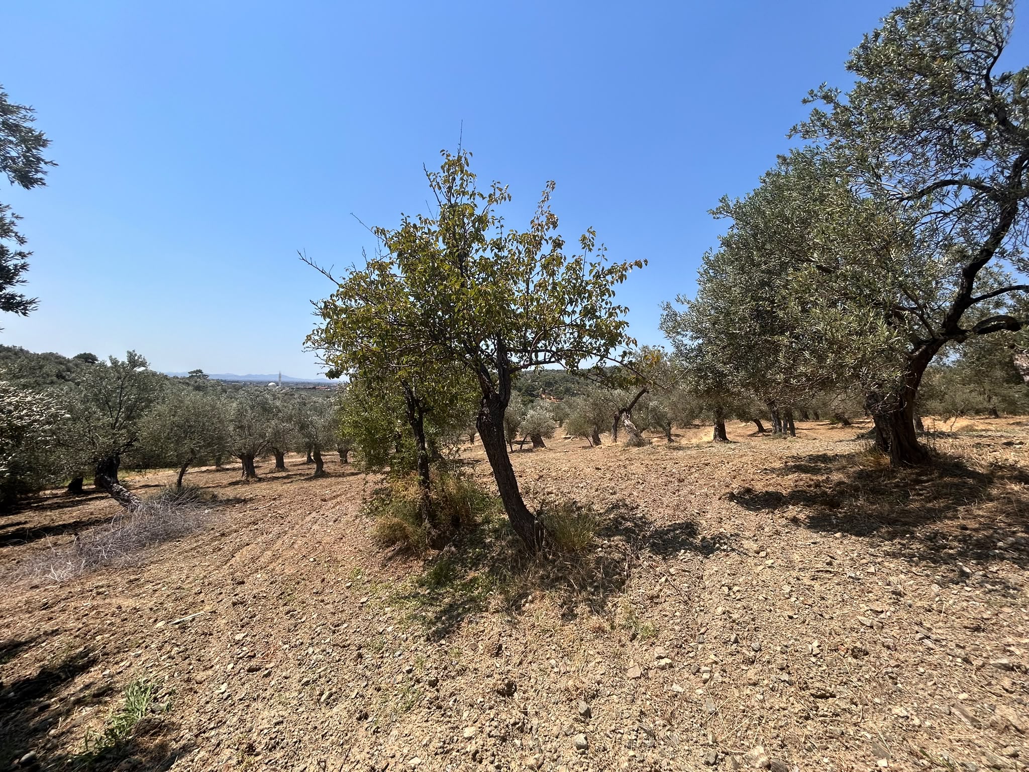BALIKESİR HAVRAN HAMAMBAŞI MAHALLESİNDE SATILIK 8.096 m² ZEYTİNLİK