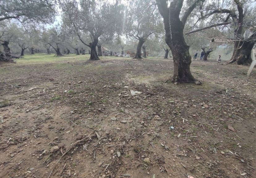 Balıkesir Edremit Kızılkeçili’de Satılık Zeytinlik