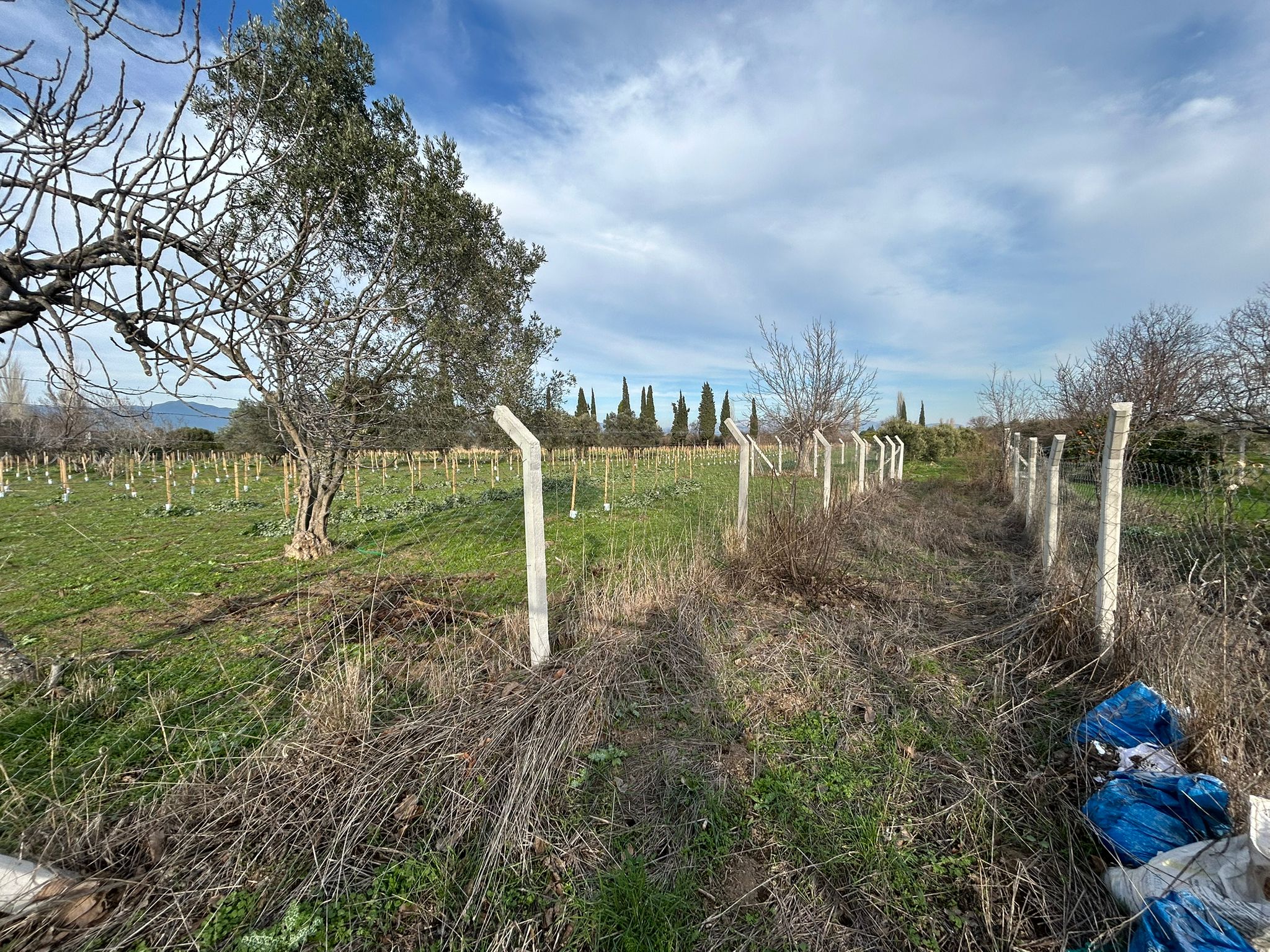 HAVRAN-TEKKE'DE Satılık 5 DÖNÜM FIRSAT MANDALİNLİK