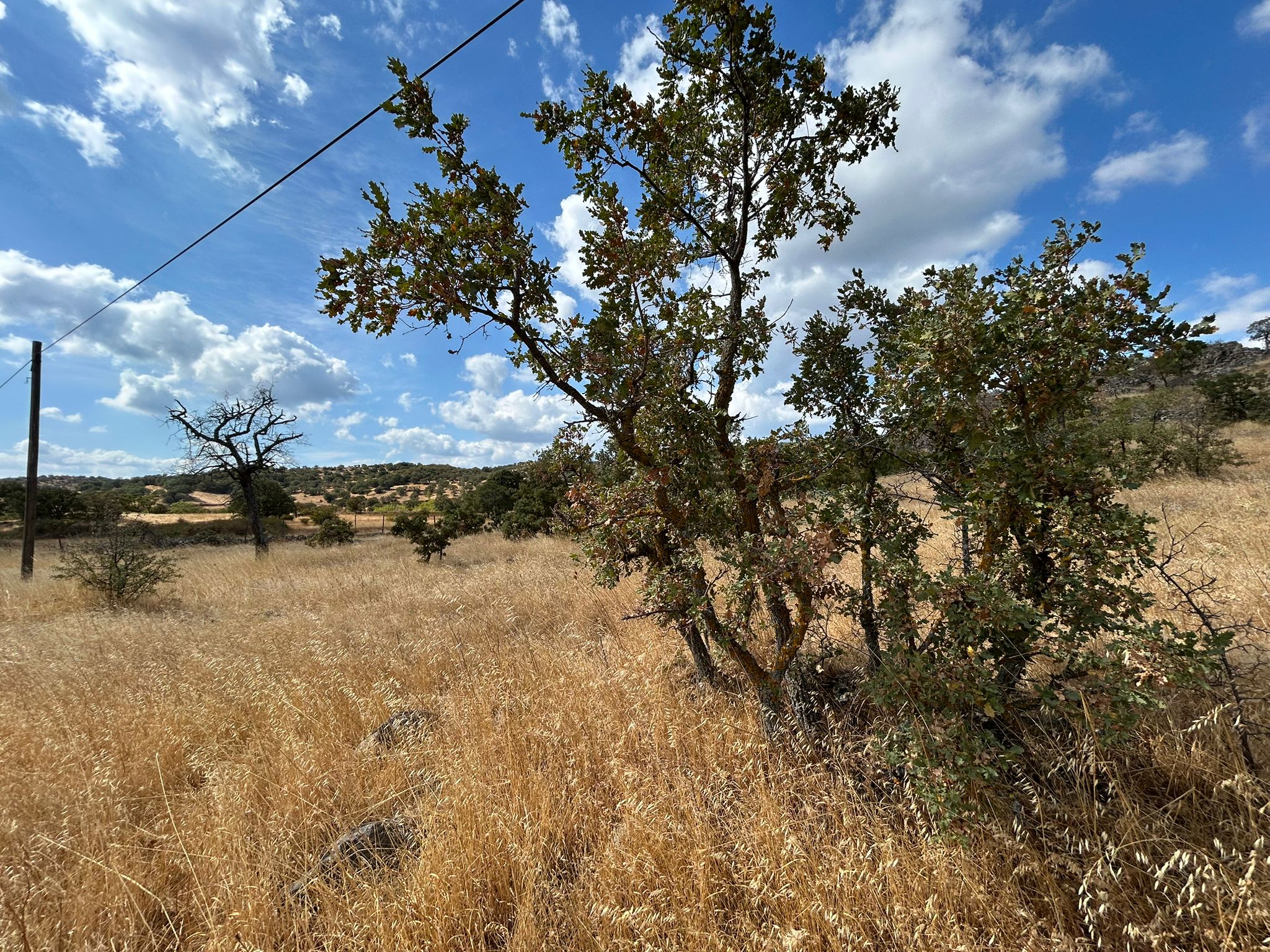 Edremit Balıkesir Ana Asfalt Yola 150 M Cephe Satılık 5 Dönüm Tarla