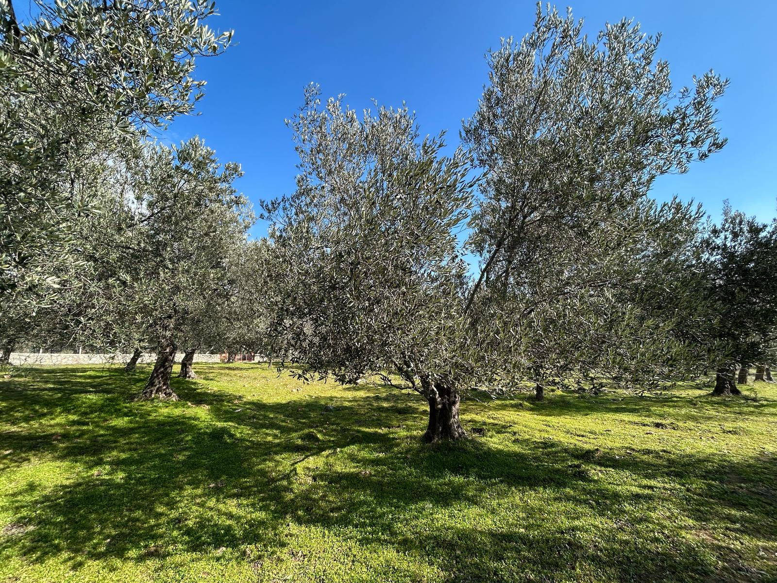 DERELİ'DE SATILIK 9939 M2 ANAYOL CEPHELİ ZEYTİNLİK