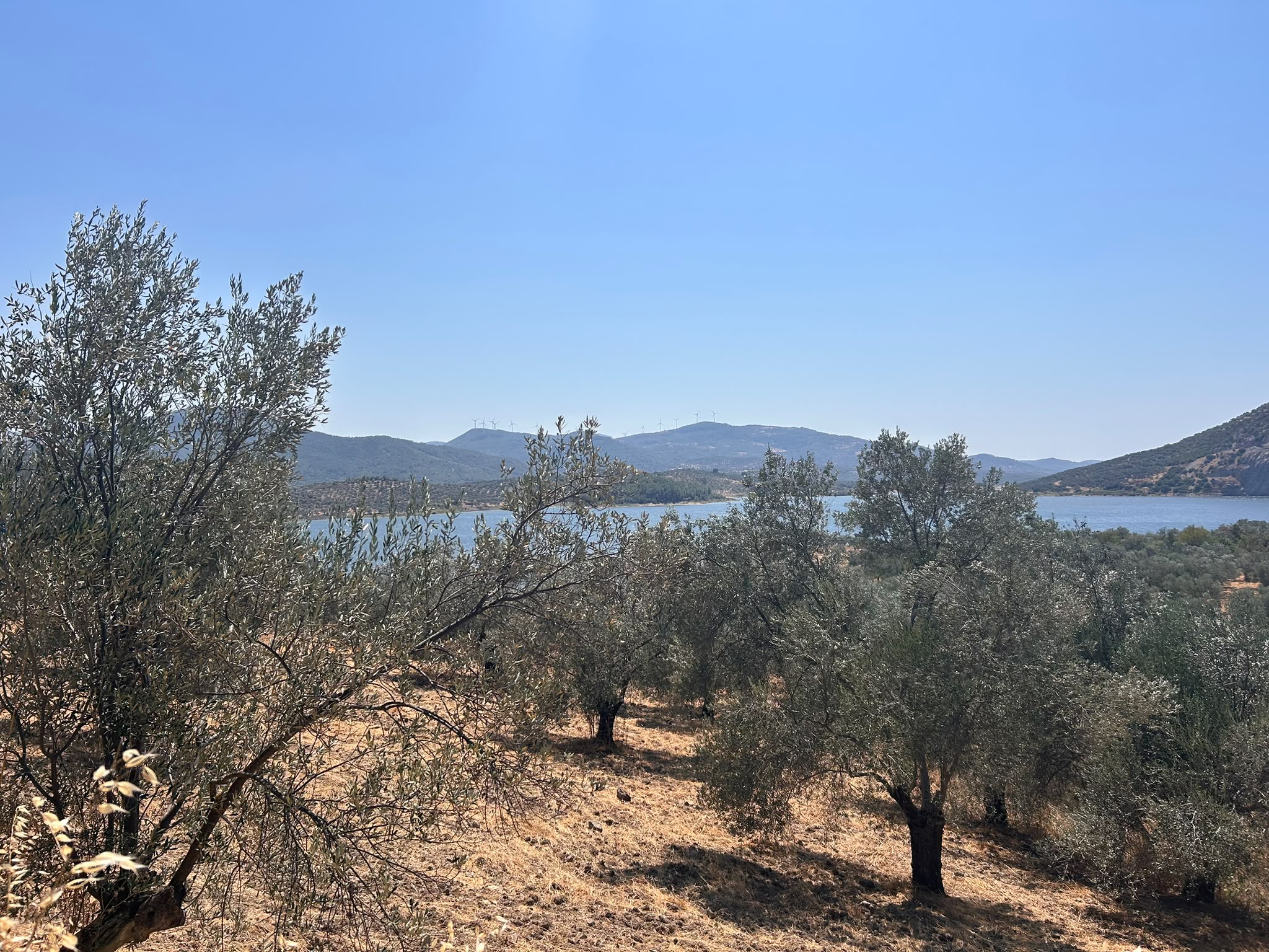 HAVRAN SARNIÇ’TA FULL GÖL MANZARALI SATILIK 3183 M2 ZEYTİNLİK
