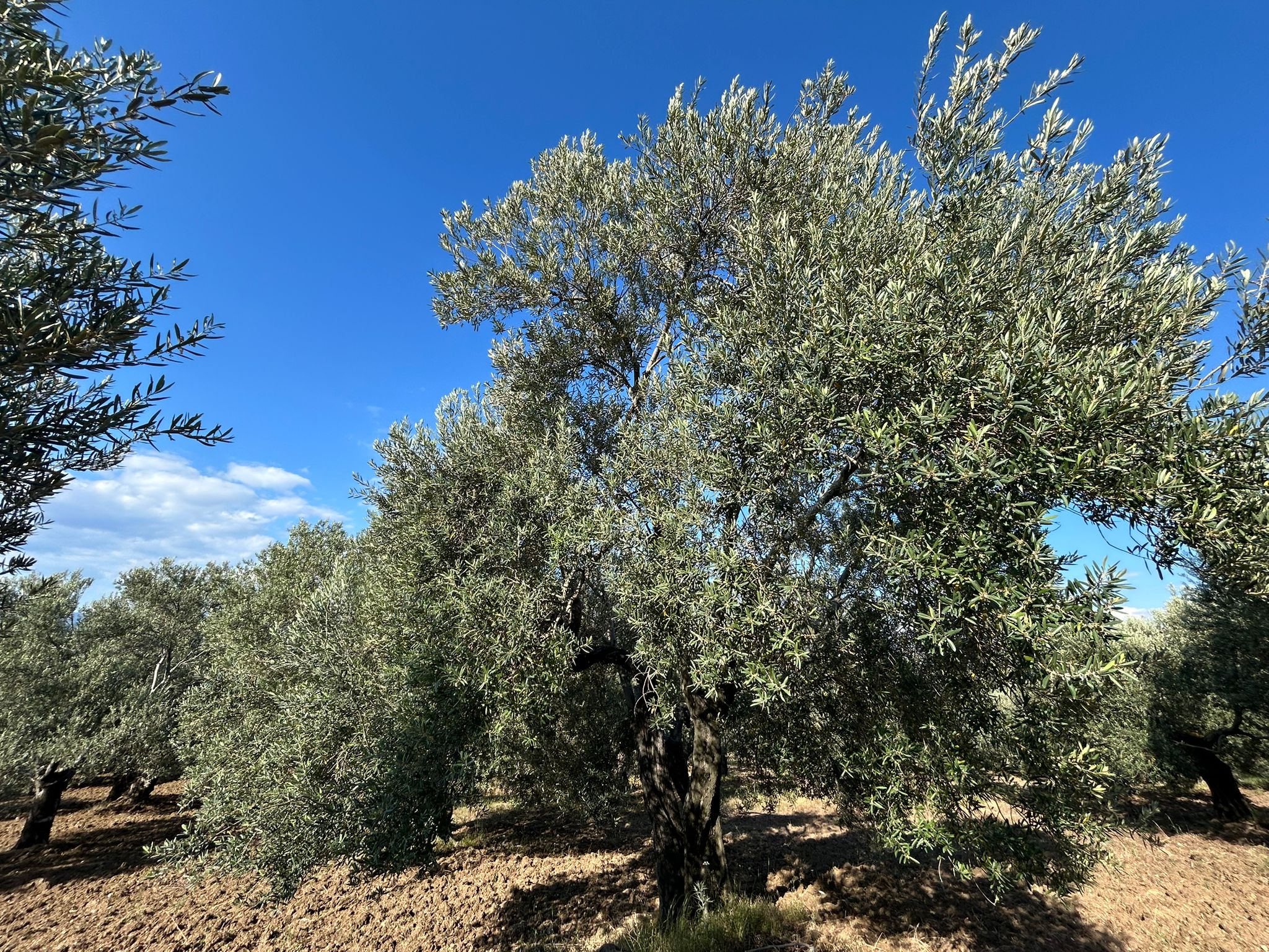 Köylüce 'de Satılık 12.728 M2 Zeytinlik