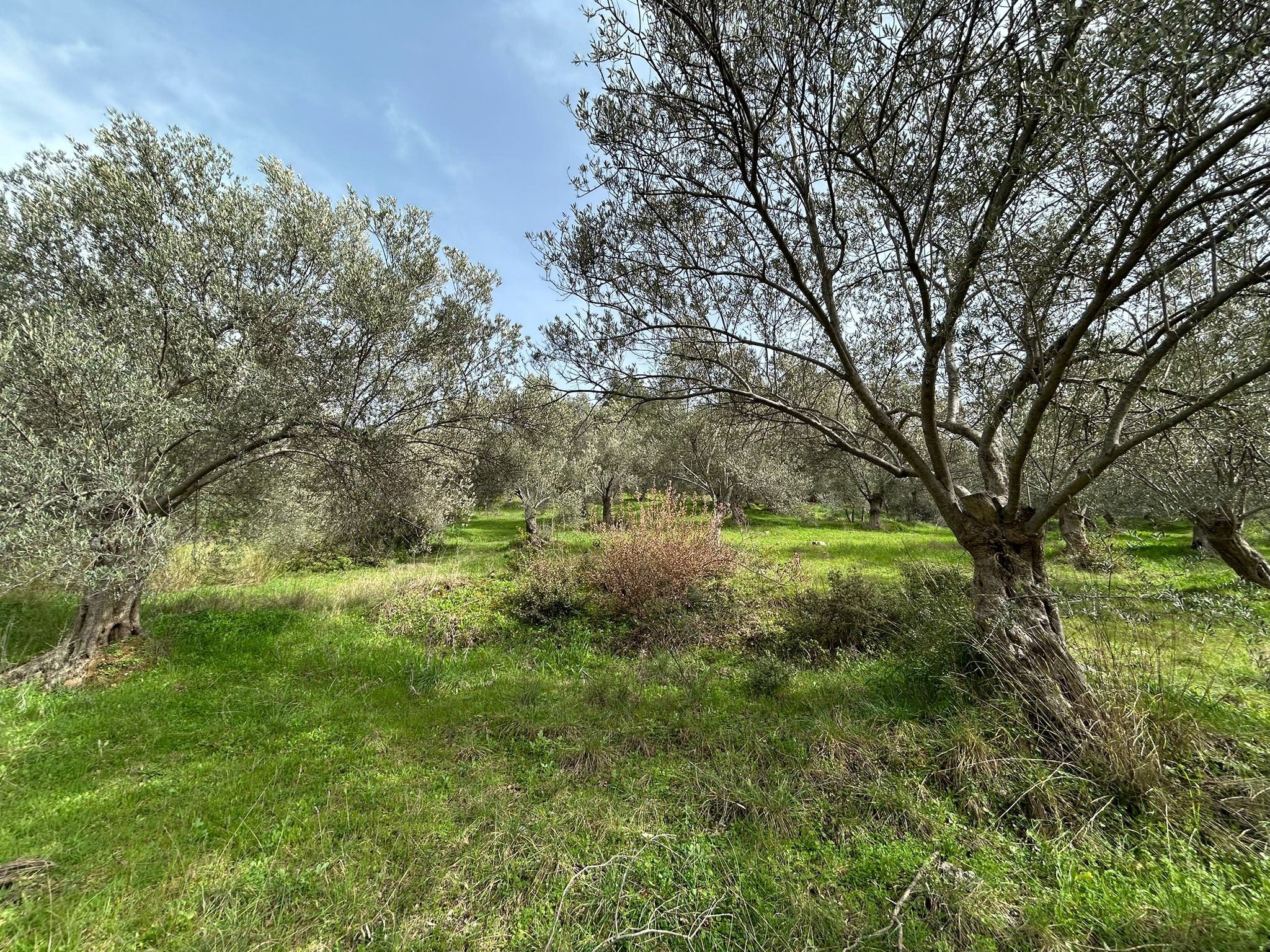 KARAAĞAÇ’TA SATILIK 9.724 M² ZEYTİNLİK, DERMAN KAPLICALARINA 300 Metre