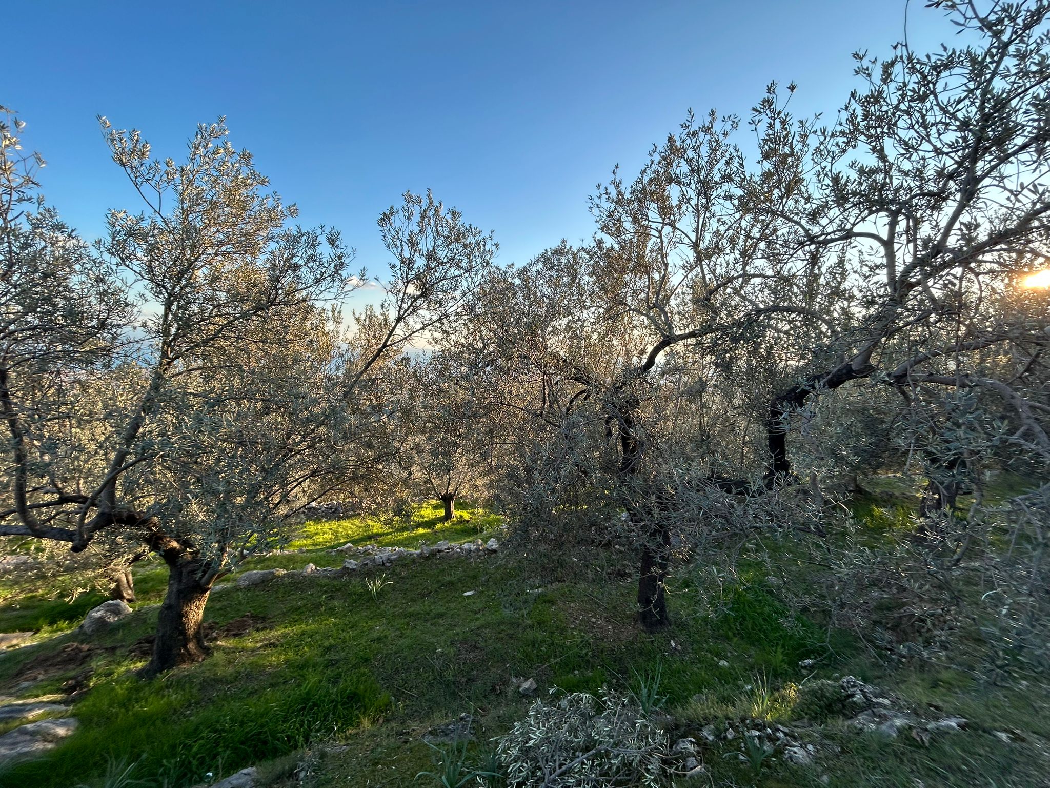 Arıtaşı 'nda Harika Konum Deniz Manzaralı 4,6 Dönüm Zeytinlik