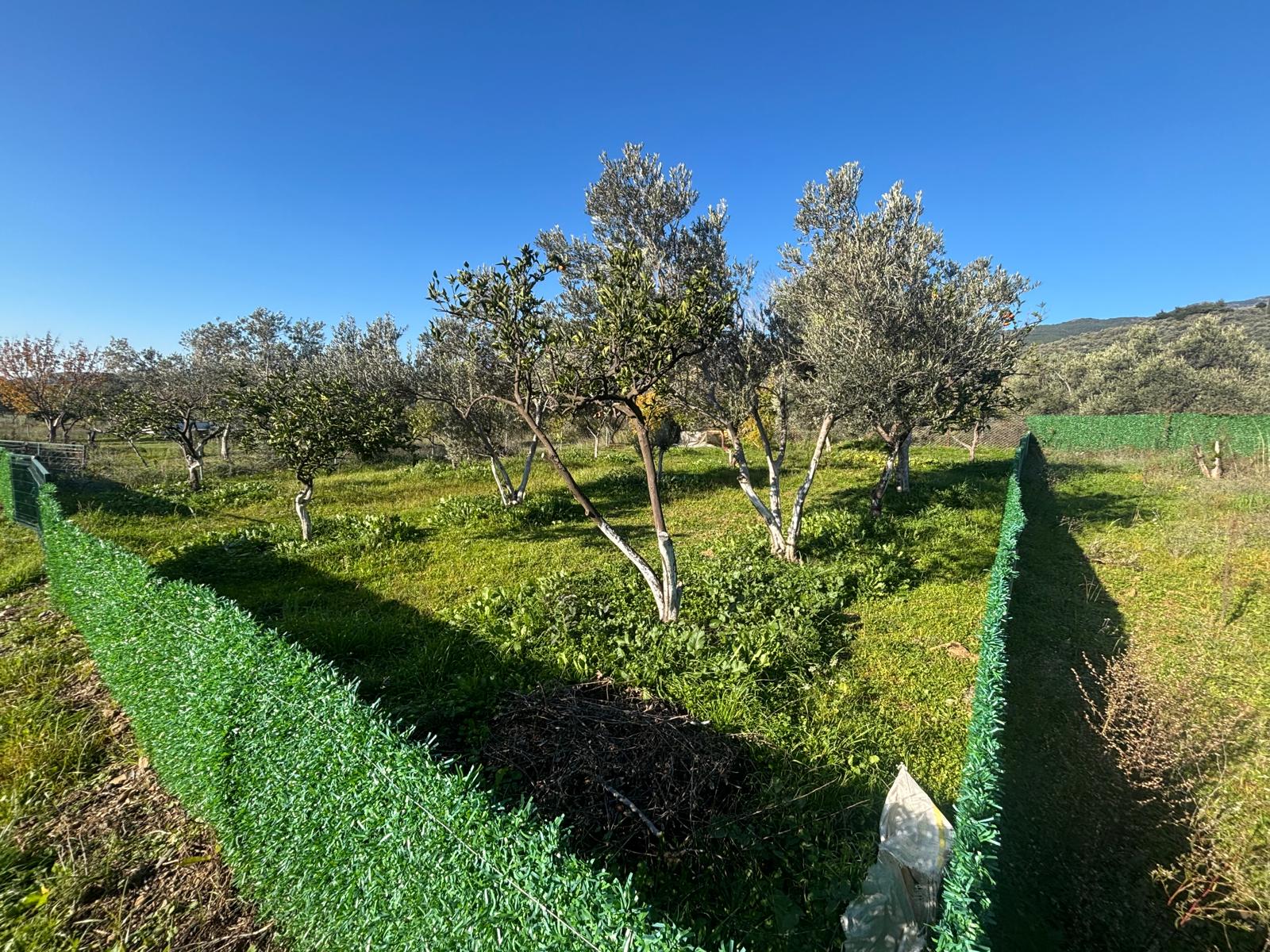 BALIKESİR EDREMİT KIZILKEÇİLİ’DE SATILIK 440 m² HOBİ BAHÇESİ