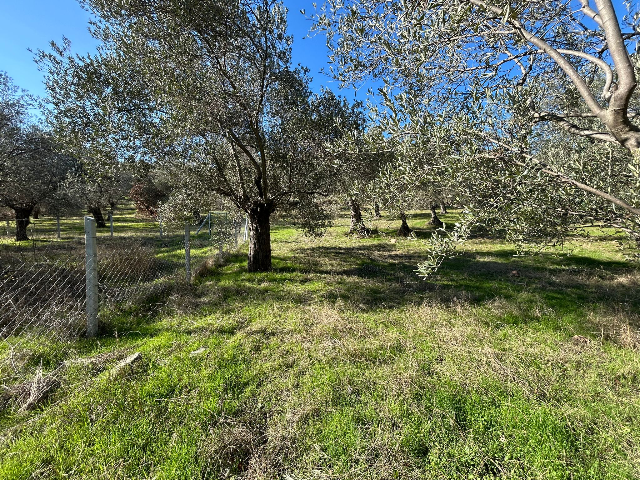 İNÖNÜ'DE SATILIK 1 DÖNÜM FIRSAT ZEYTİNLİK