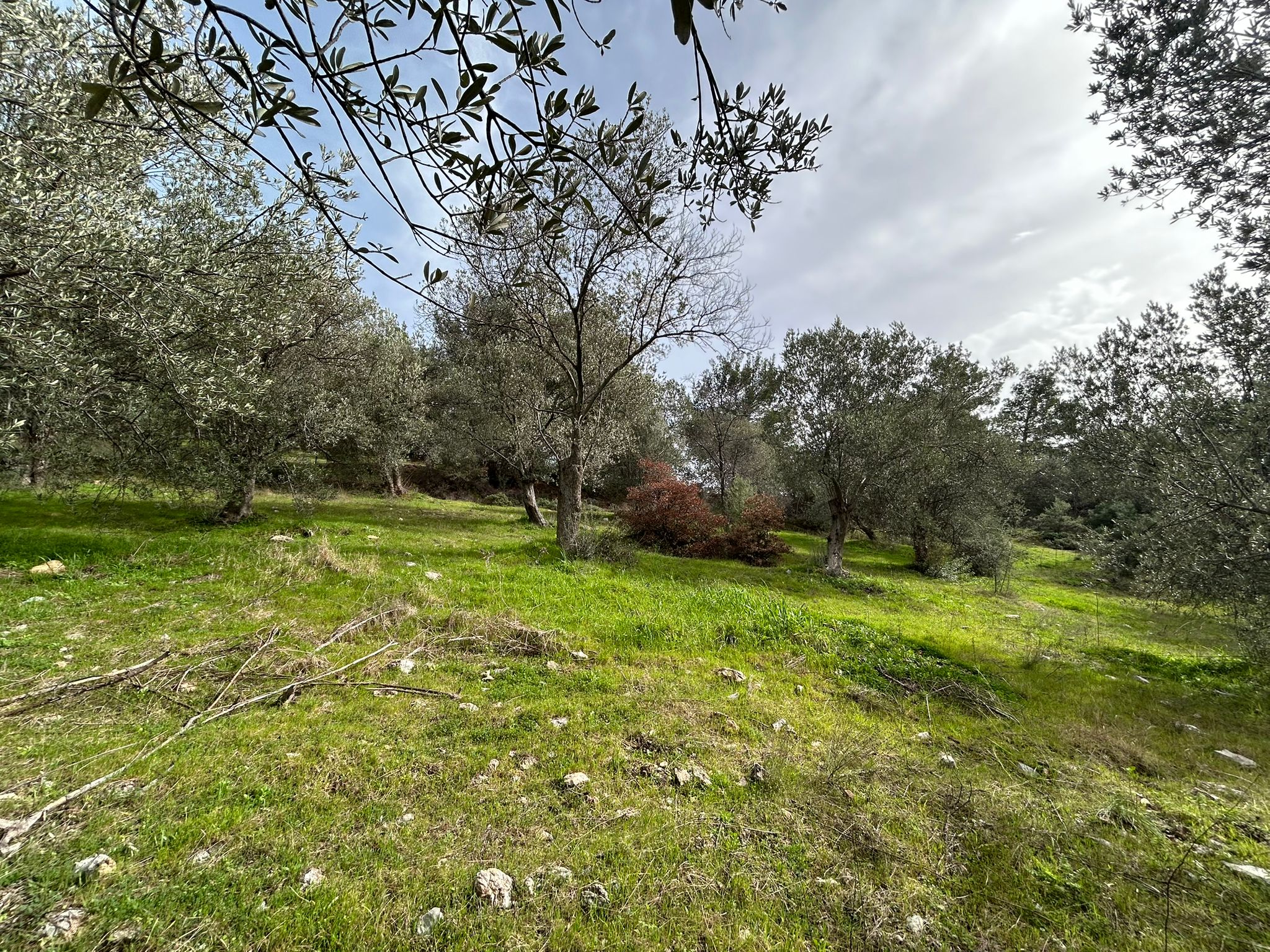 KARAAĞAÇ’TA SATILIK 9.724 M² ZEYTİNLİK, DERMAN KAPLICALARINA 300 Metre