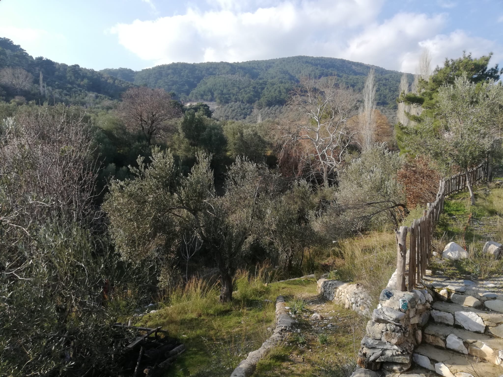 Kızılkeçili 'de Satılık 3 Dönüm Harika Zeytinlik