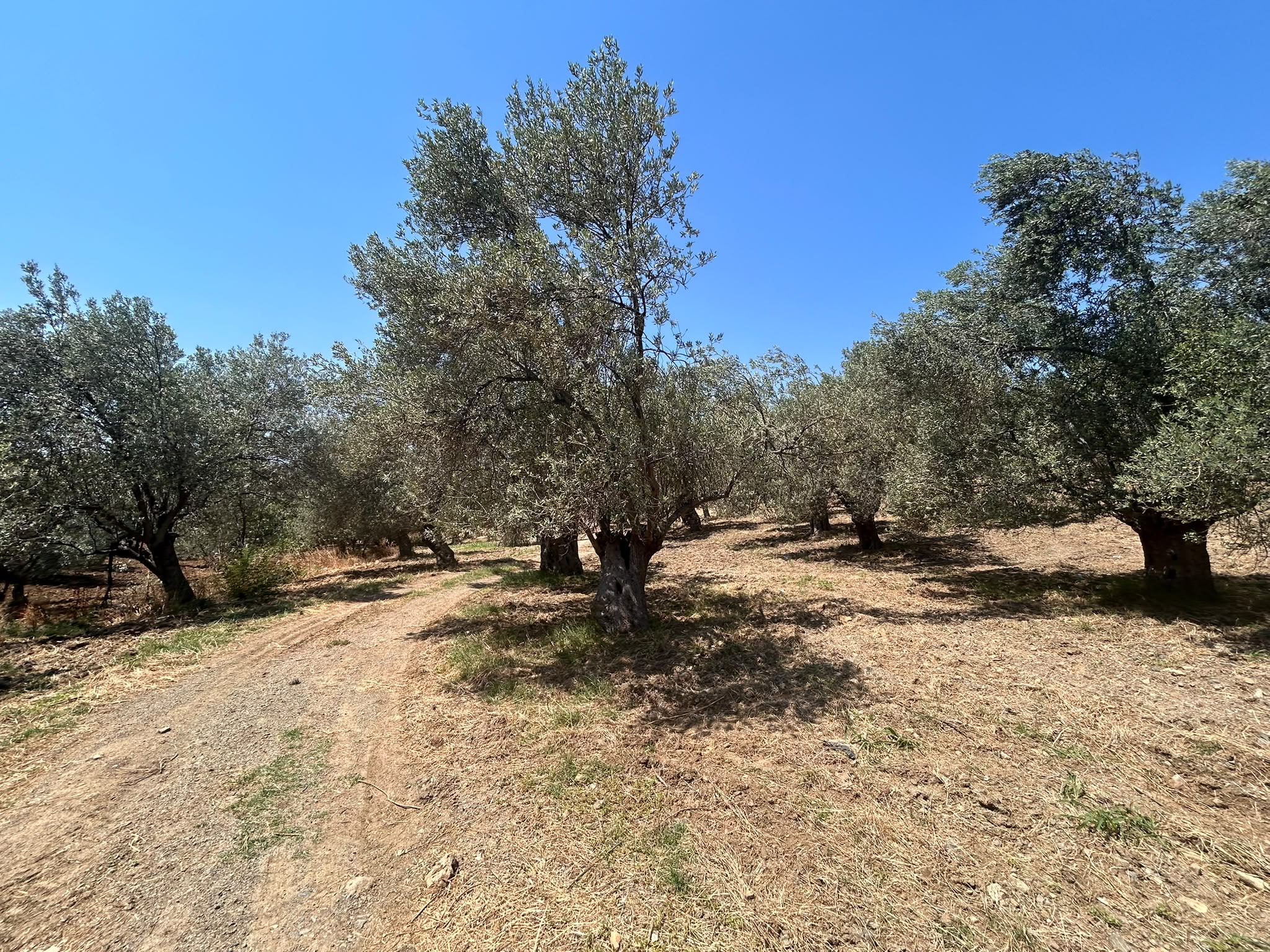BALIKESİR HAVRAN HAMAMBAŞI MAHALLESİNDE SATILIK 8.096 m² ZEYTİNLİK