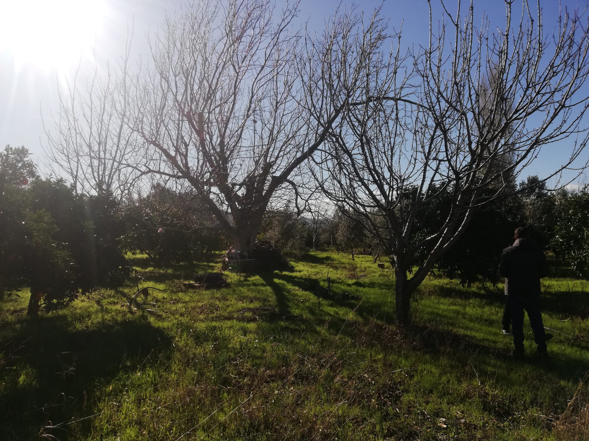 Tekke 'de 2 Dönümlük Hobi Bahçesi