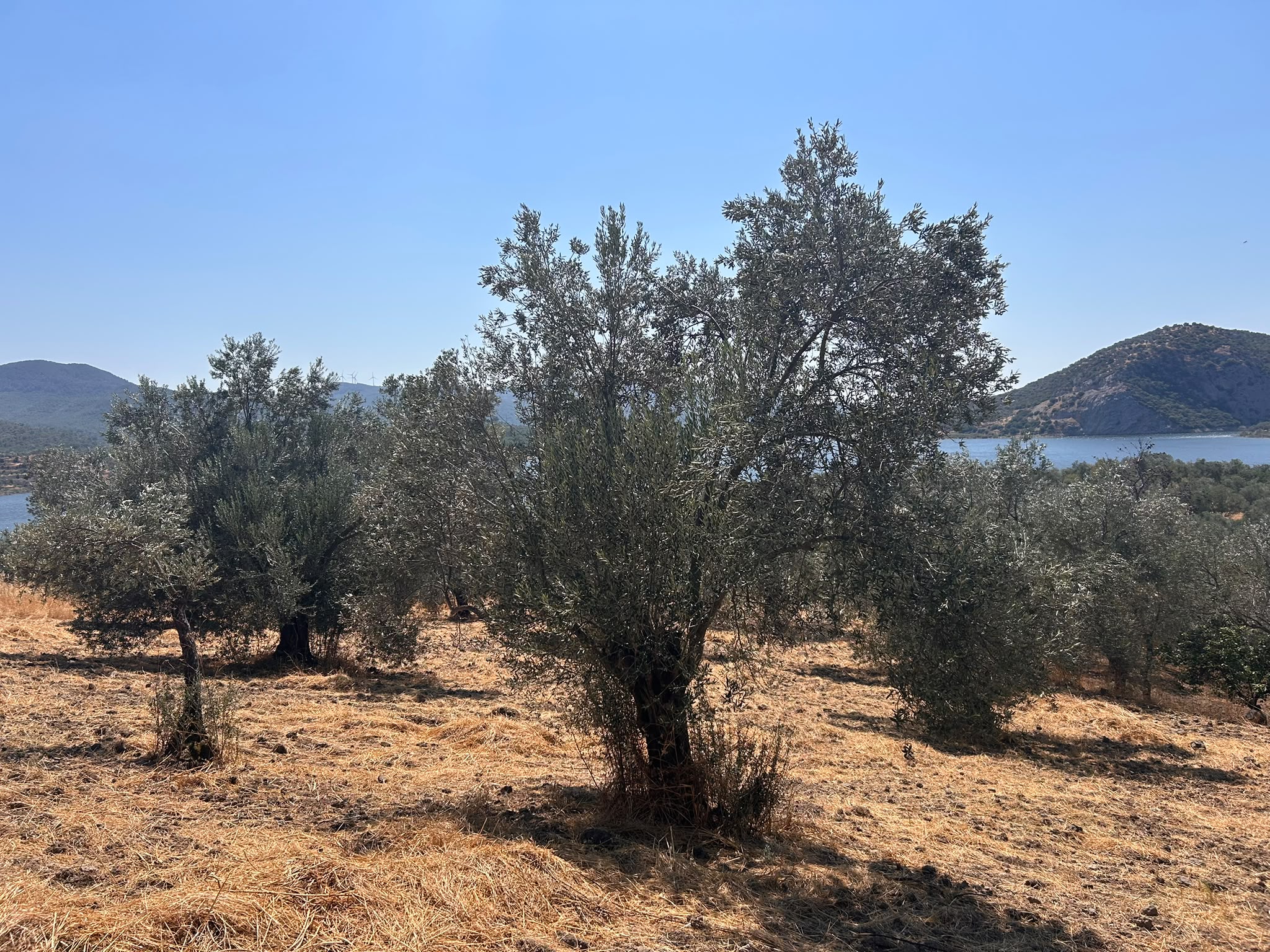 HAVRAN SARNIÇ’TA FULL GÖL MANZARALI SATILIK 3183 M2 ZEYTİNLİK