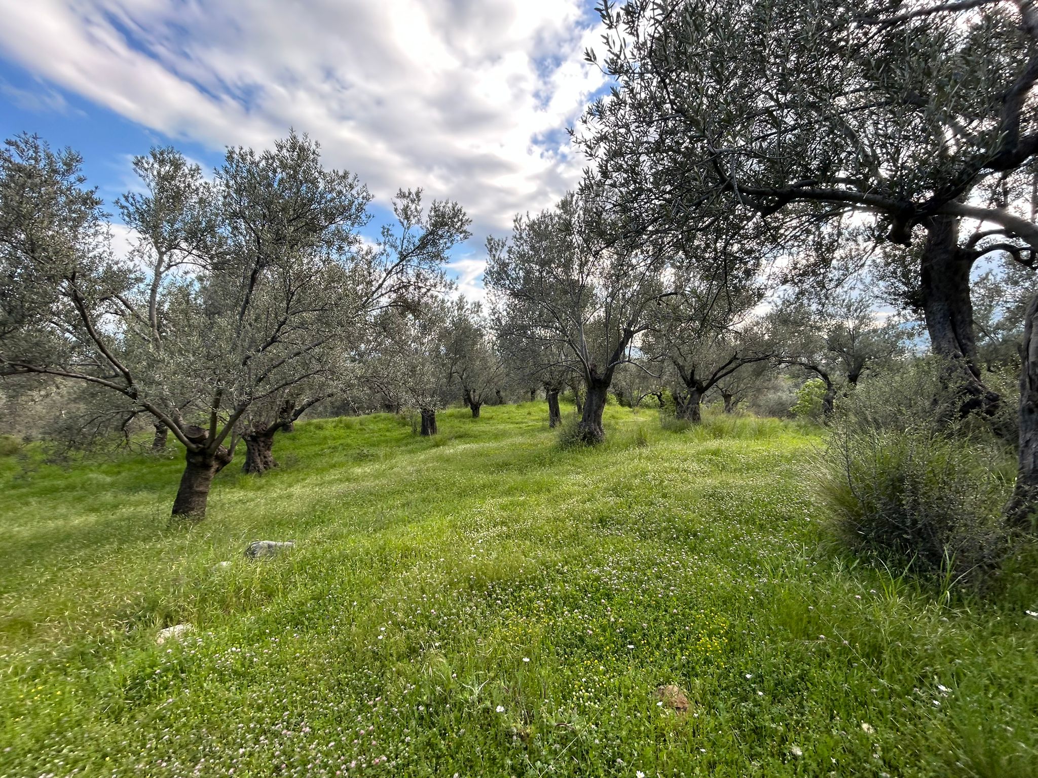 BALIKESİR EDREMİT KIZILKEÇİLİ’DE SATILIK ZEYTİNLİK – DENİZ MANZARALI