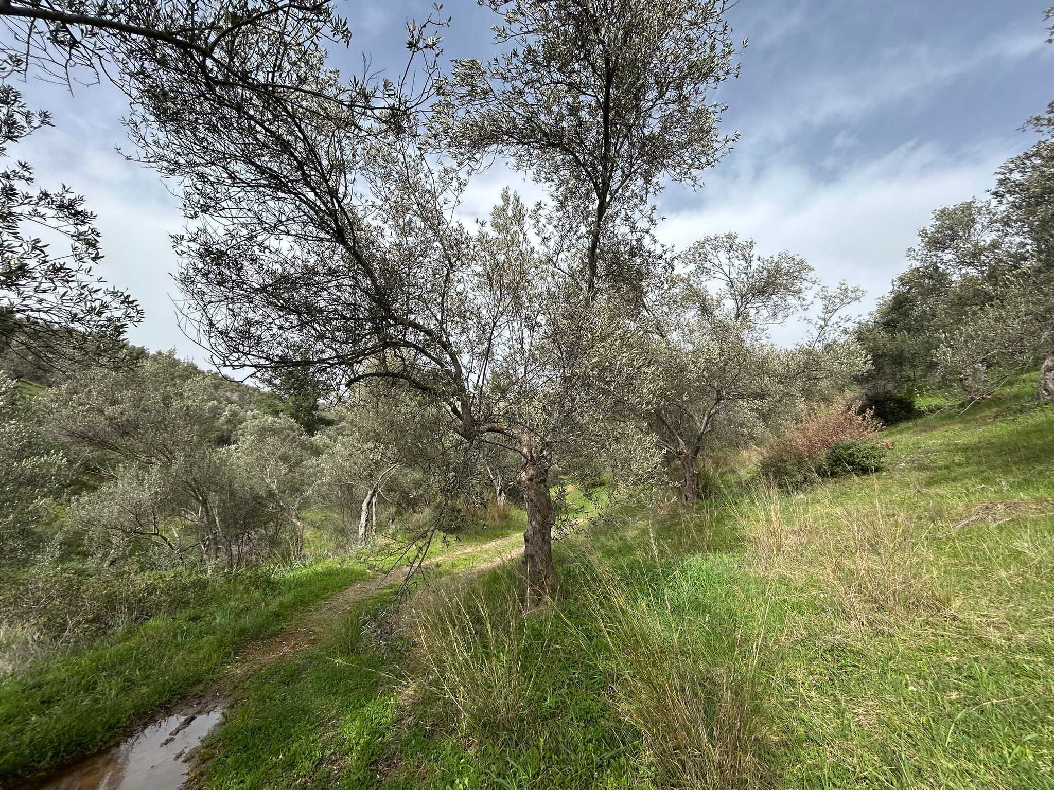 KARAAĞAÇ’TA SATILIK 9.724 M² ZEYTİNLİK, DERMAN KAPLICALARINA 300 Metre