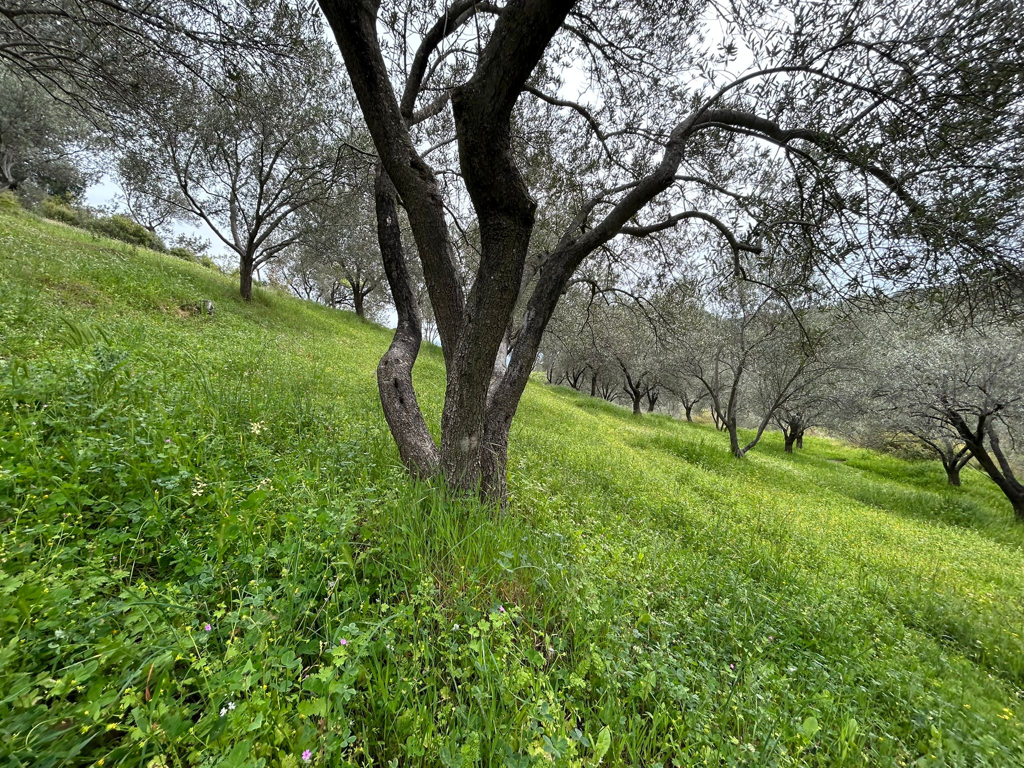 BALIKESİR EDREMİTİN EN GÖZDE KÖYÜNDE SATILIK 2 DÖNÜM ZEYTİNLİK