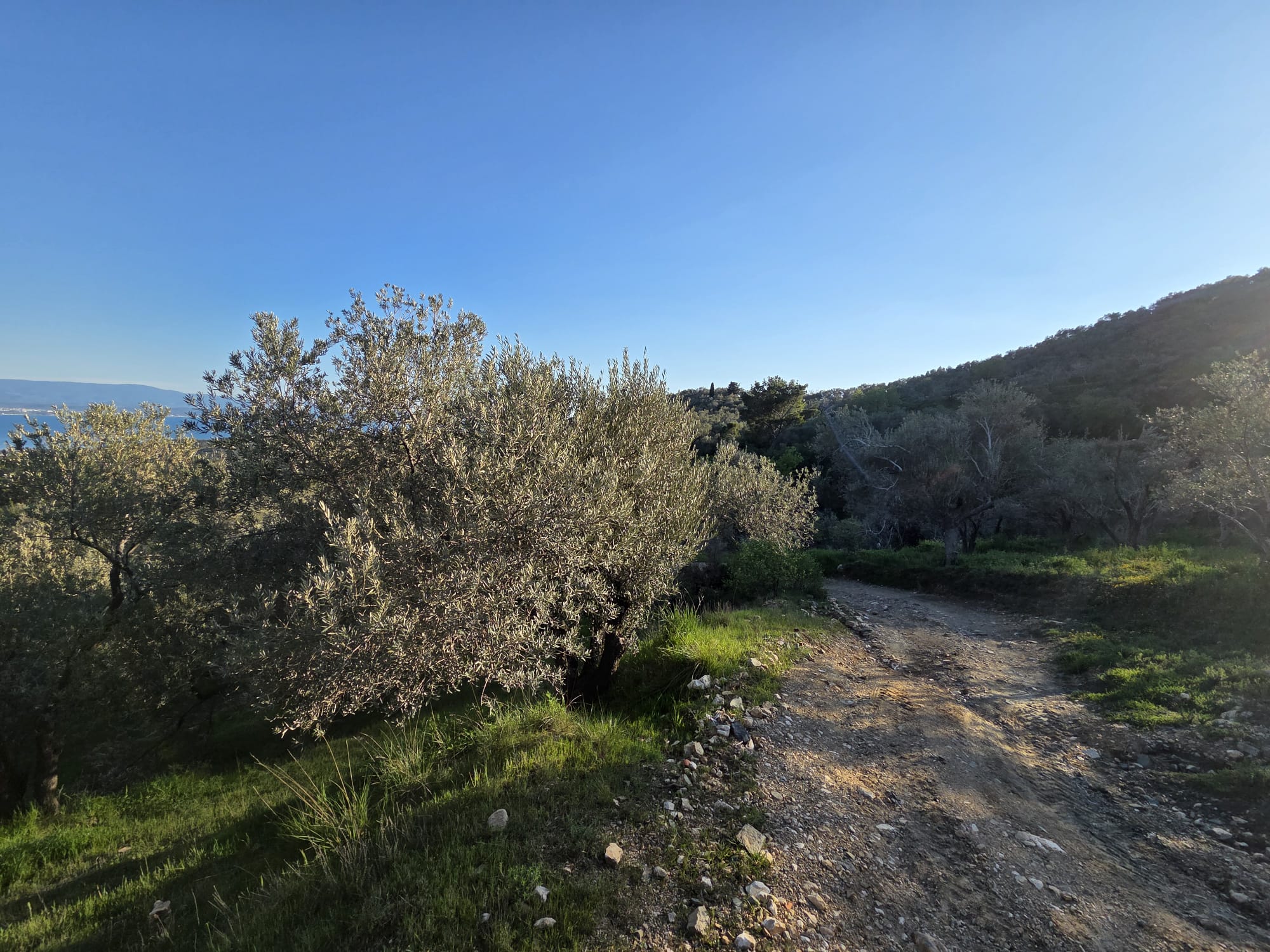 GÜREDE SATILIK 4317 M2 ZEYTİNLİK