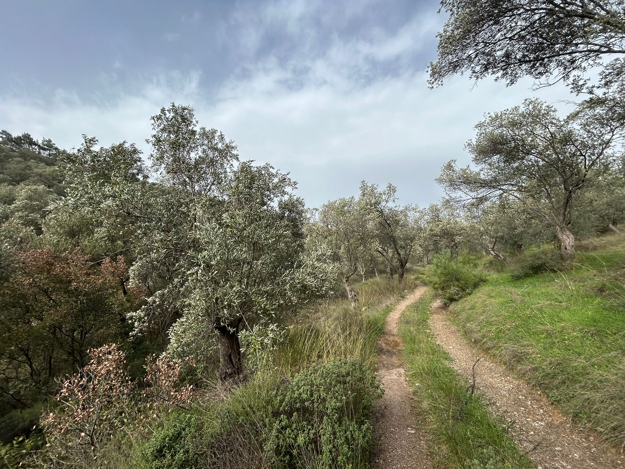 KARAAĞAÇ’TA SATILIK 9.724 M² ZEYTİNLİK, DERMAN KAPLICALARINA 300 Metre