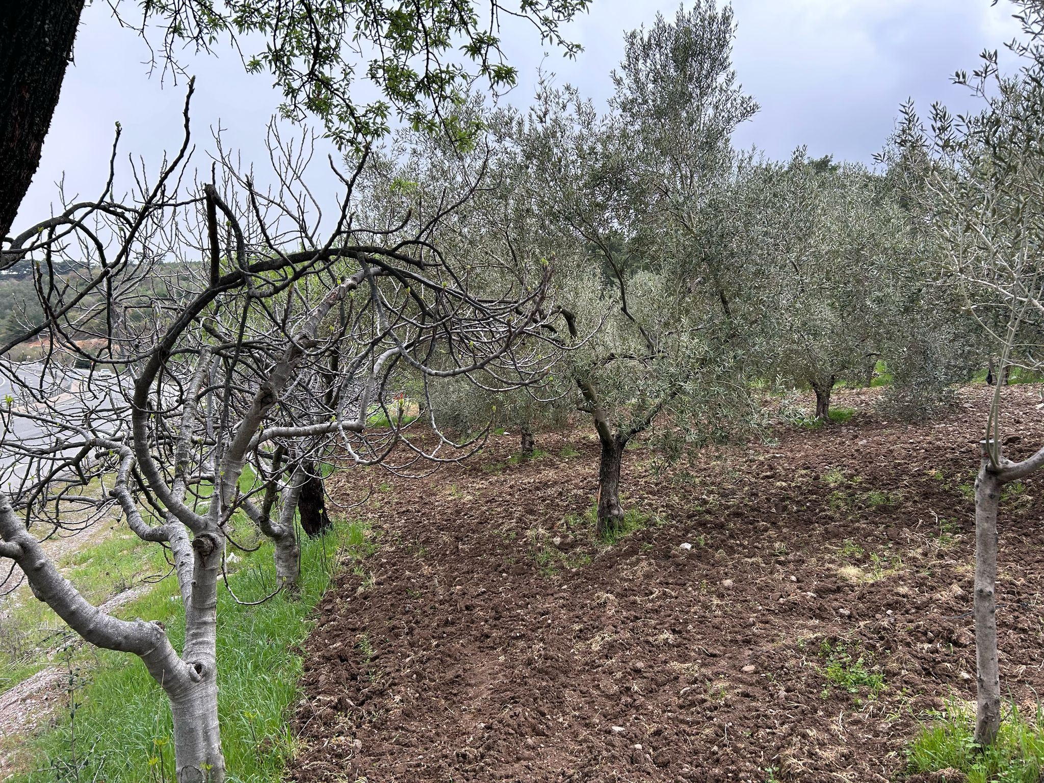 Balıkesir Edremit Karayoluna Cepheli 4 Dönüm Tarla