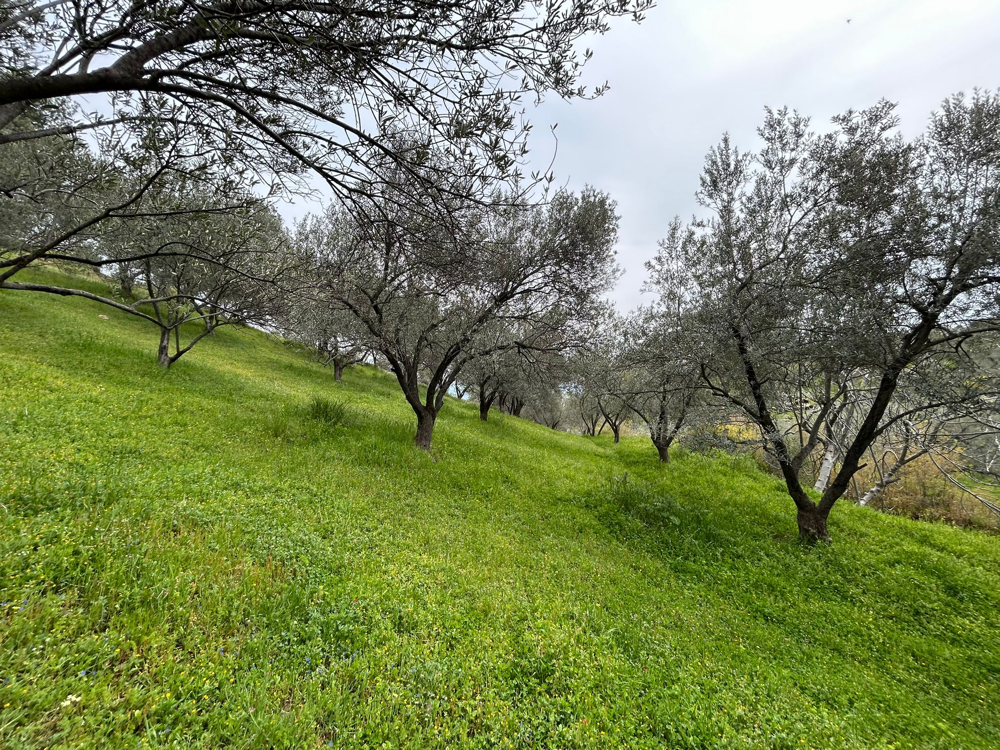 BALIKESİR EDREMİTİN EN GÖZDE KÖYÜNDE SATILIK 2 DÖNÜM ZEYTİNLİK