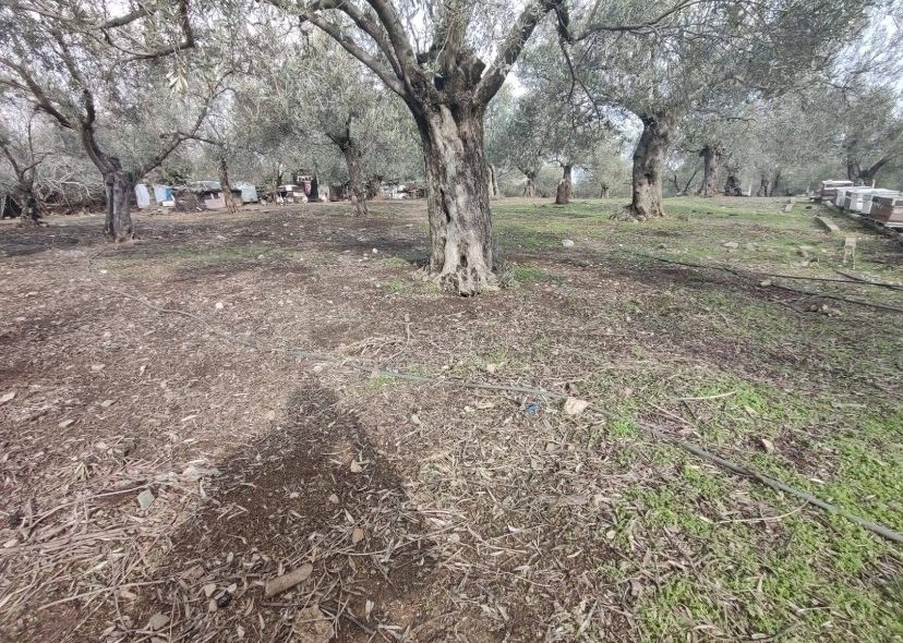 Balıkesir Edremit Kızılkeçili’de Satılık Zeytinlik