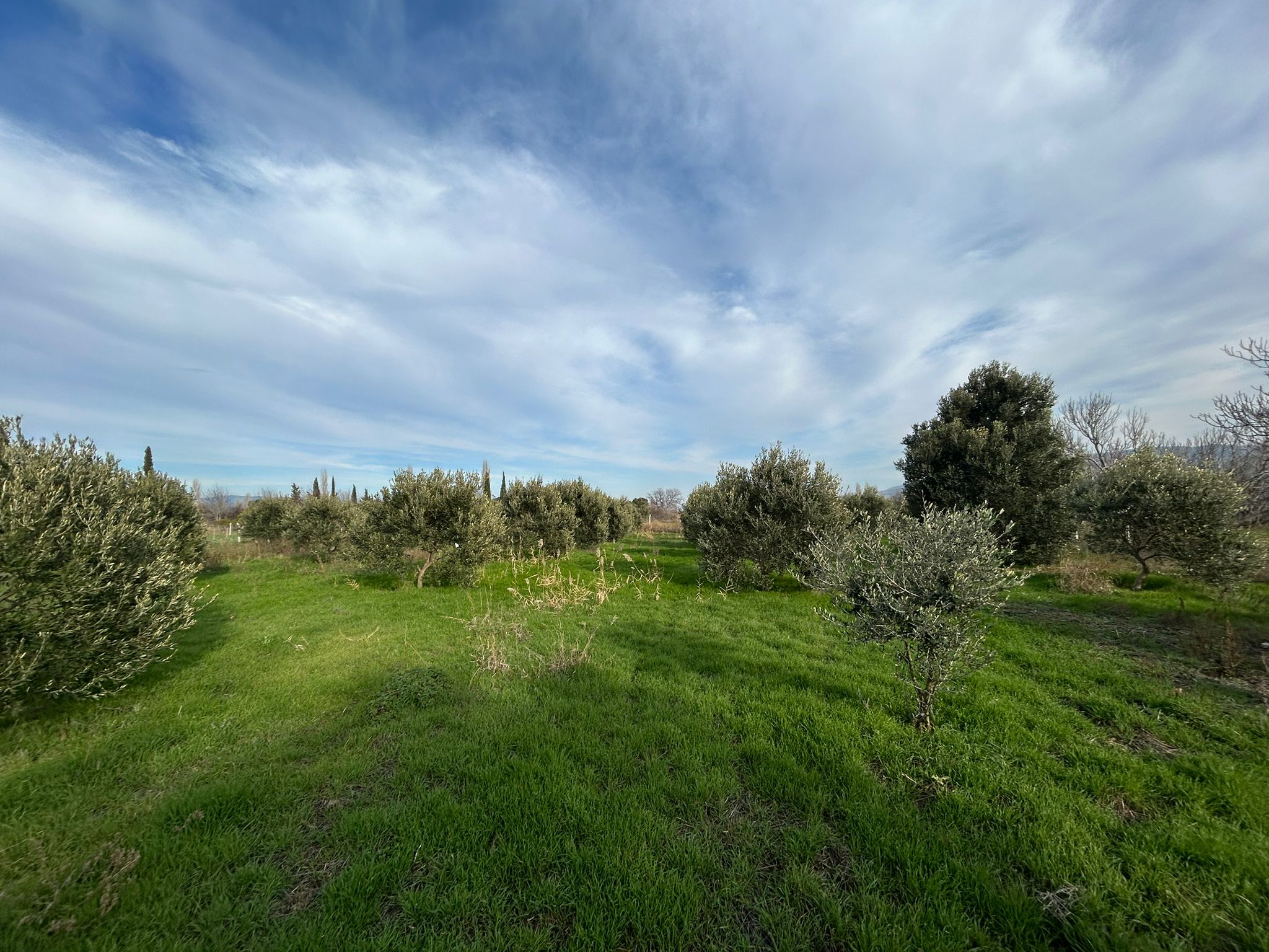 HAVRAN-TEKKE'DE Satılık 5 DÖNÜM FIRSAT MANDALİNLİK