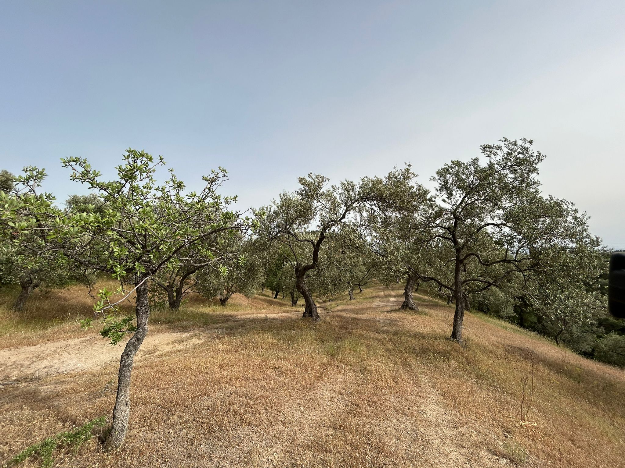 TAHTAKUŞLAR'DA SATILIK 459 M2 ZEYTİNLİK