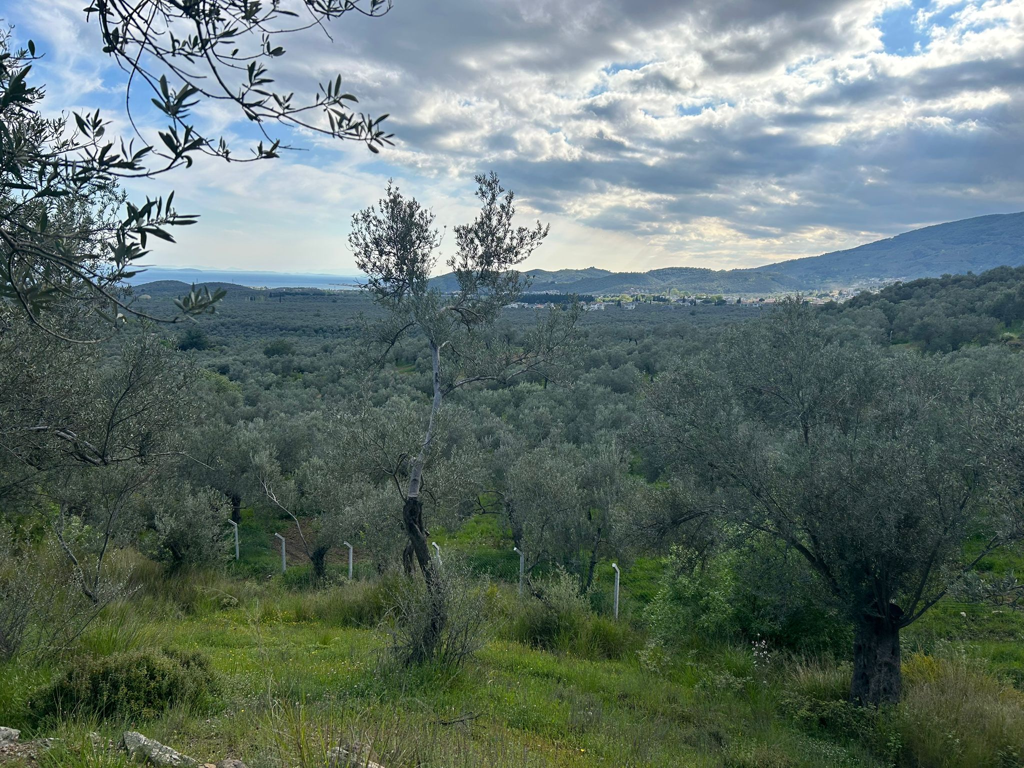 BALIKESİR EDREMİT KIZILKEÇİLİ’DE SATILIK ZEYTİNLİK – DENİZ MANZARALI