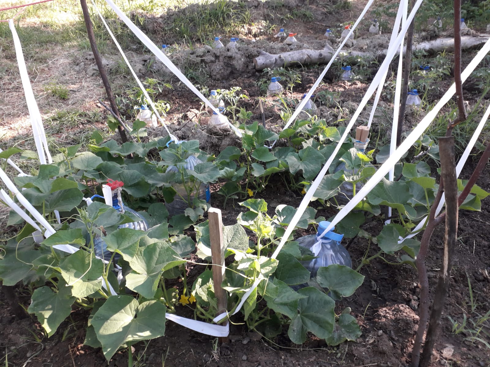 ALTINOLUK’TA HOBİ HABÇESİ ZEYTİNLİK