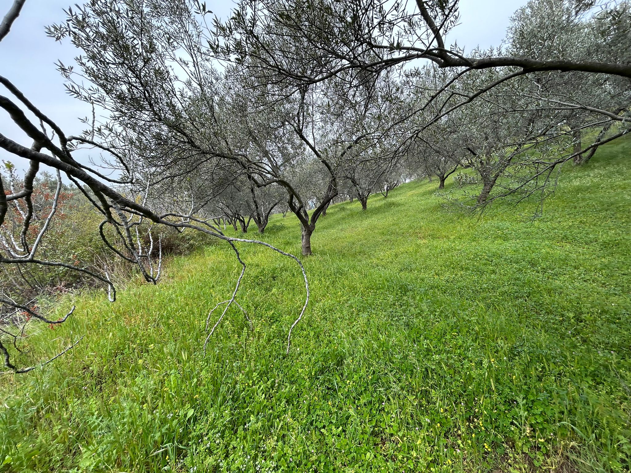 BALIKESİR EDREMİTİN EN GÖZDE KÖYÜNDE SATILIK 2 DÖNÜM ZEYTİNLİK