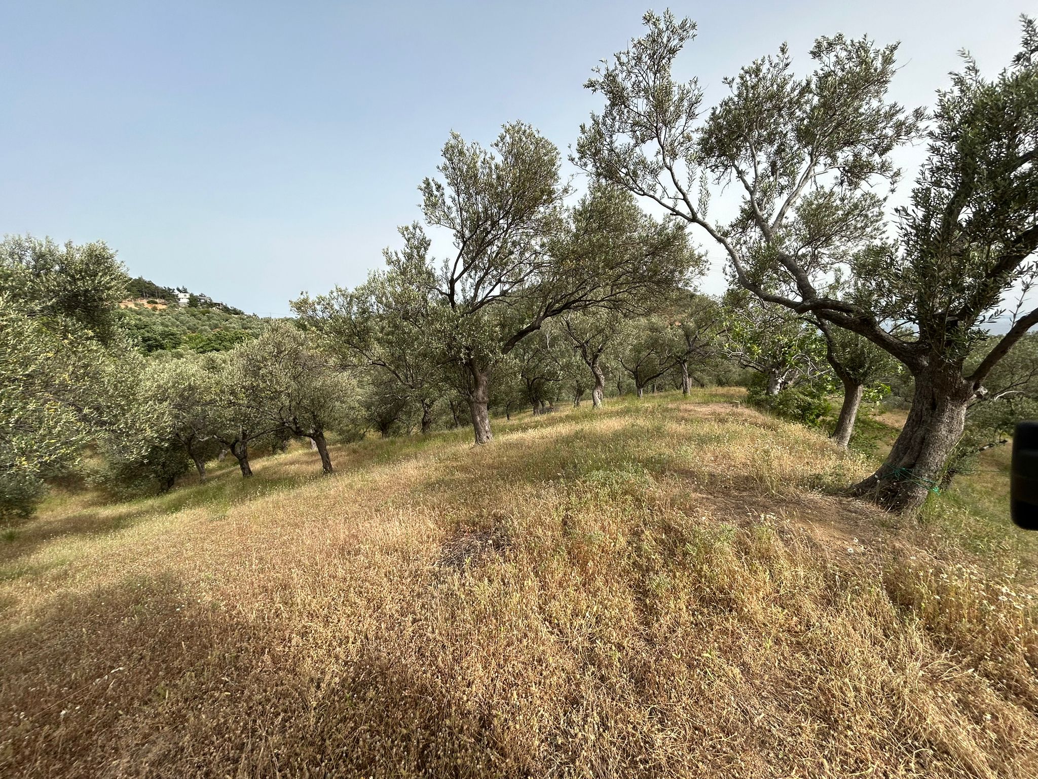 TAHTAKUŞLAR'DA SATILIK 459 M2 ZEYTİNLİK