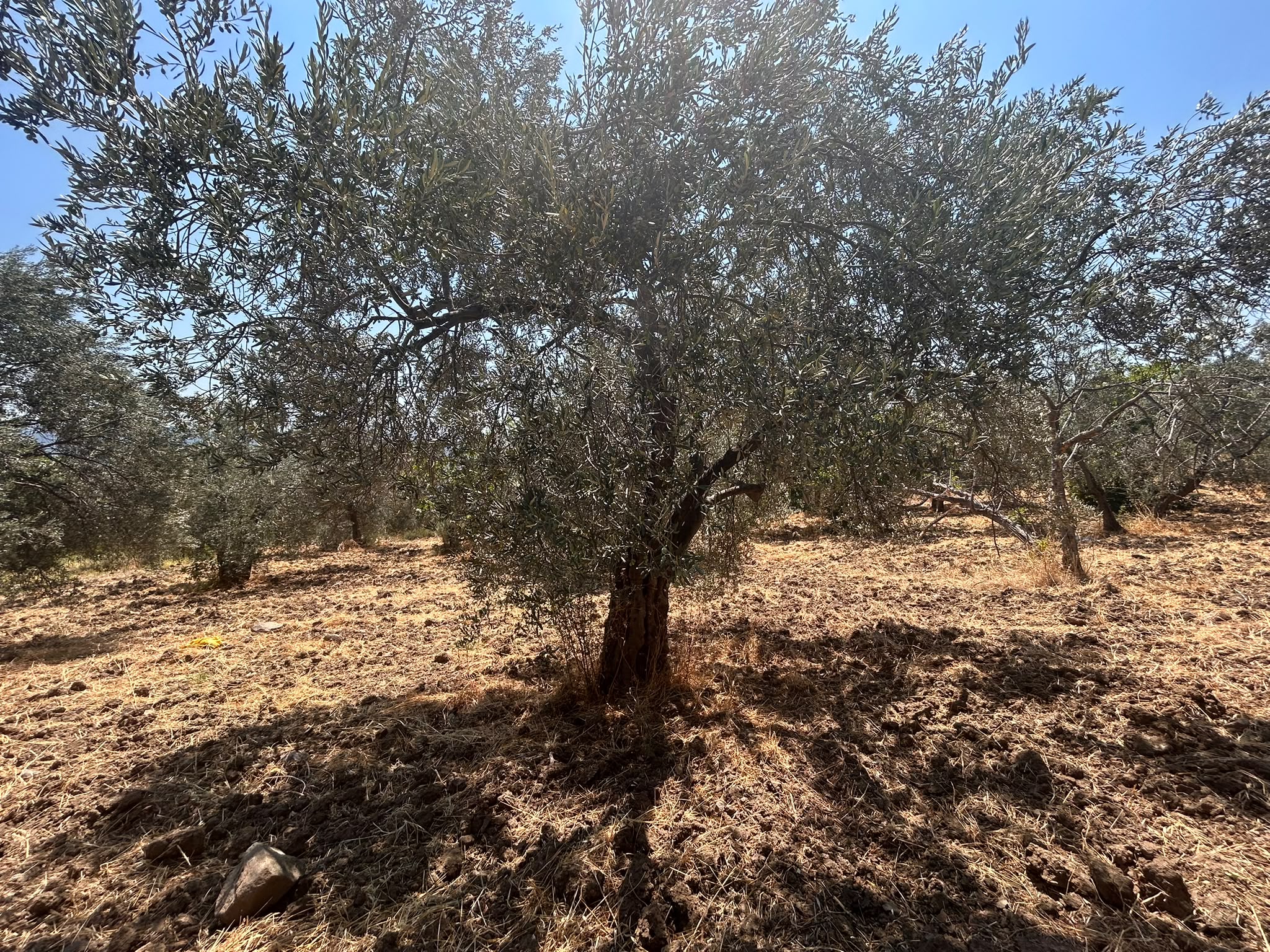 BALIKESİR HAVRAN SARNIÇ MAHALLESİNDE SATILIK ZEYTİNLİK