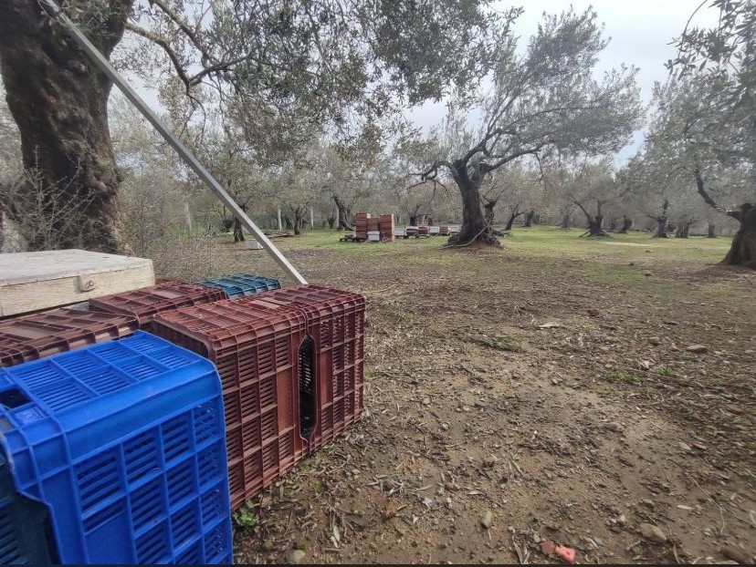 Balıkesir Edremit Kızılkeçili’de Satılık Zeytinlik