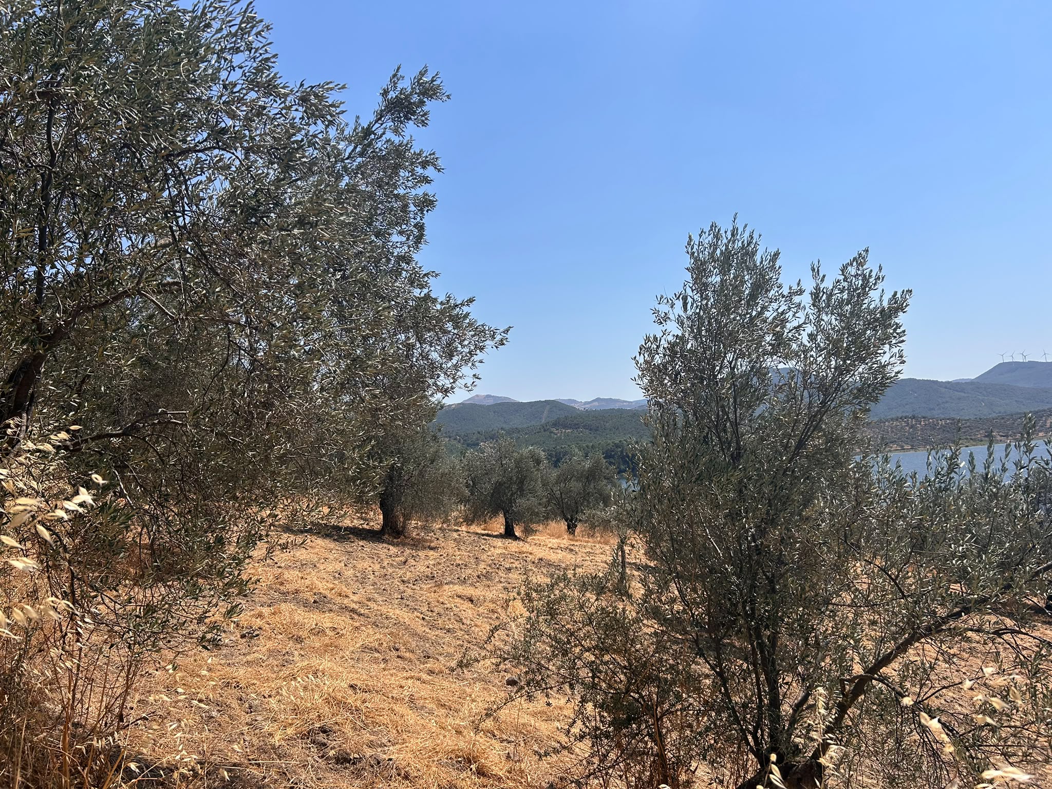HAVRAN SARNIÇ’TA FULL GÖL MANZARALI SATILIK 3183 M2 ZEYTİNLİK