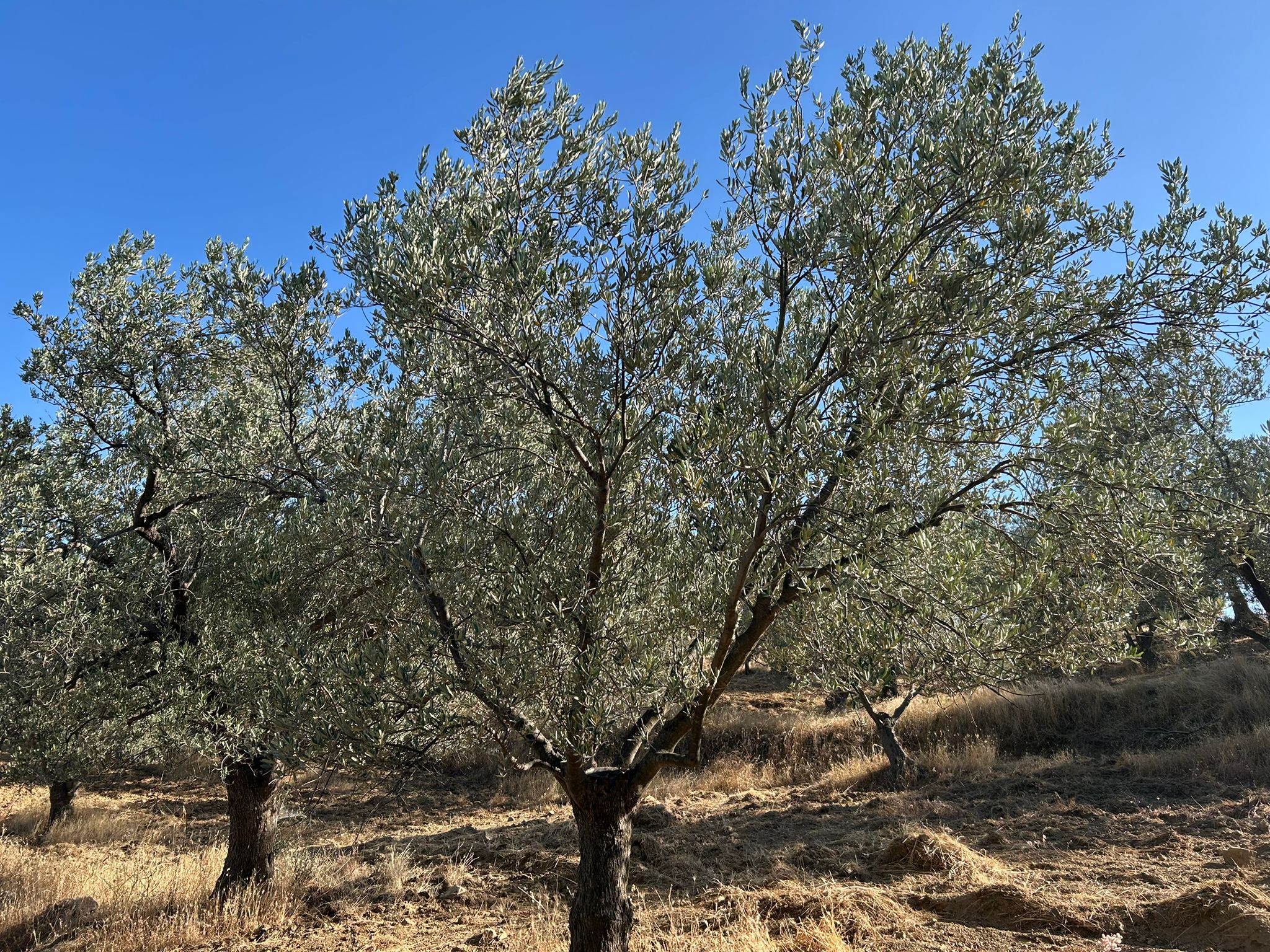 HAVRAN EBUBEKİR DE 671,00 M2 Satılık Zeytinlik