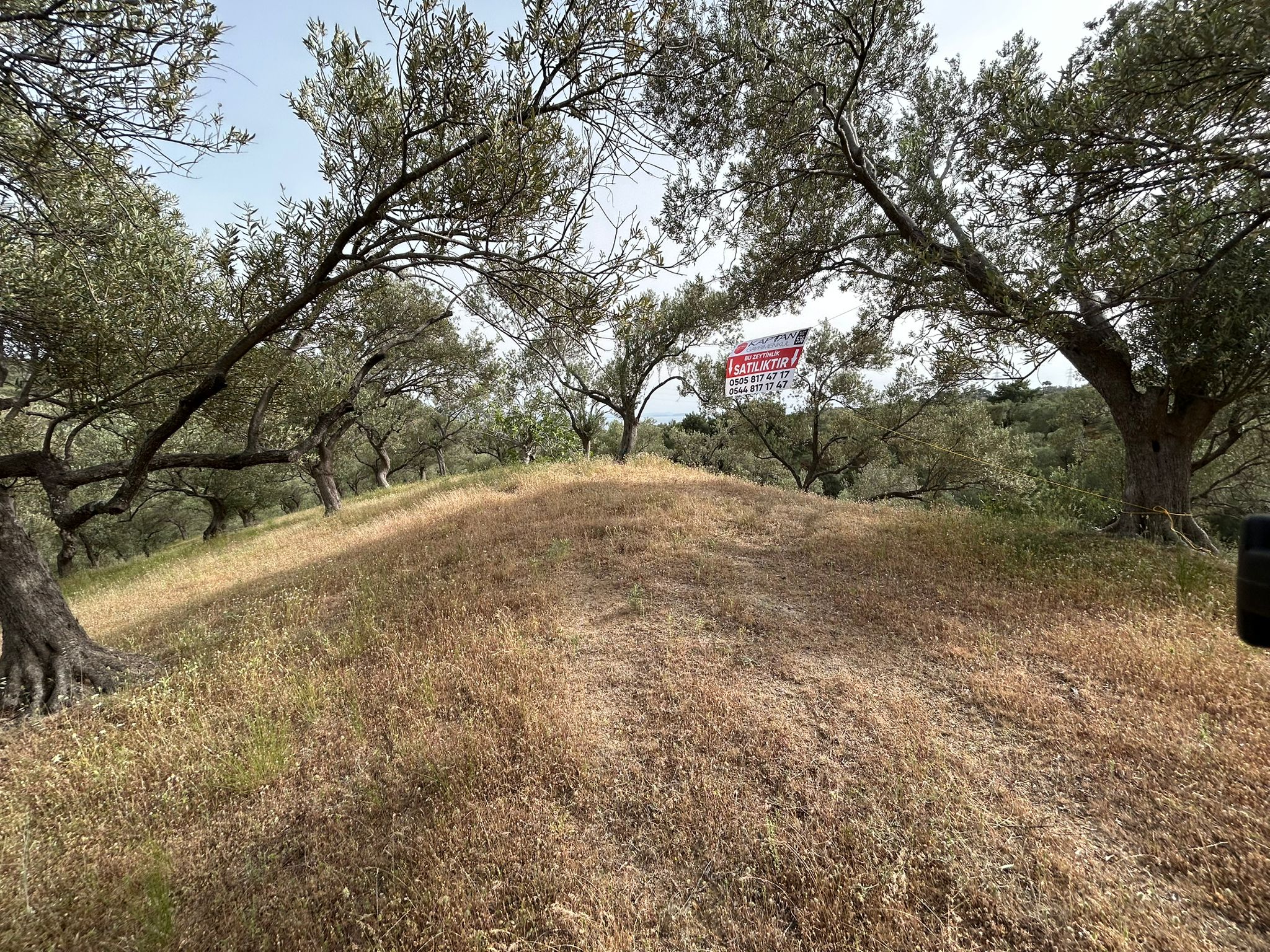 TAHTAKUŞLAR'DA SATILIK 459 M2 ZEYTİNLİK